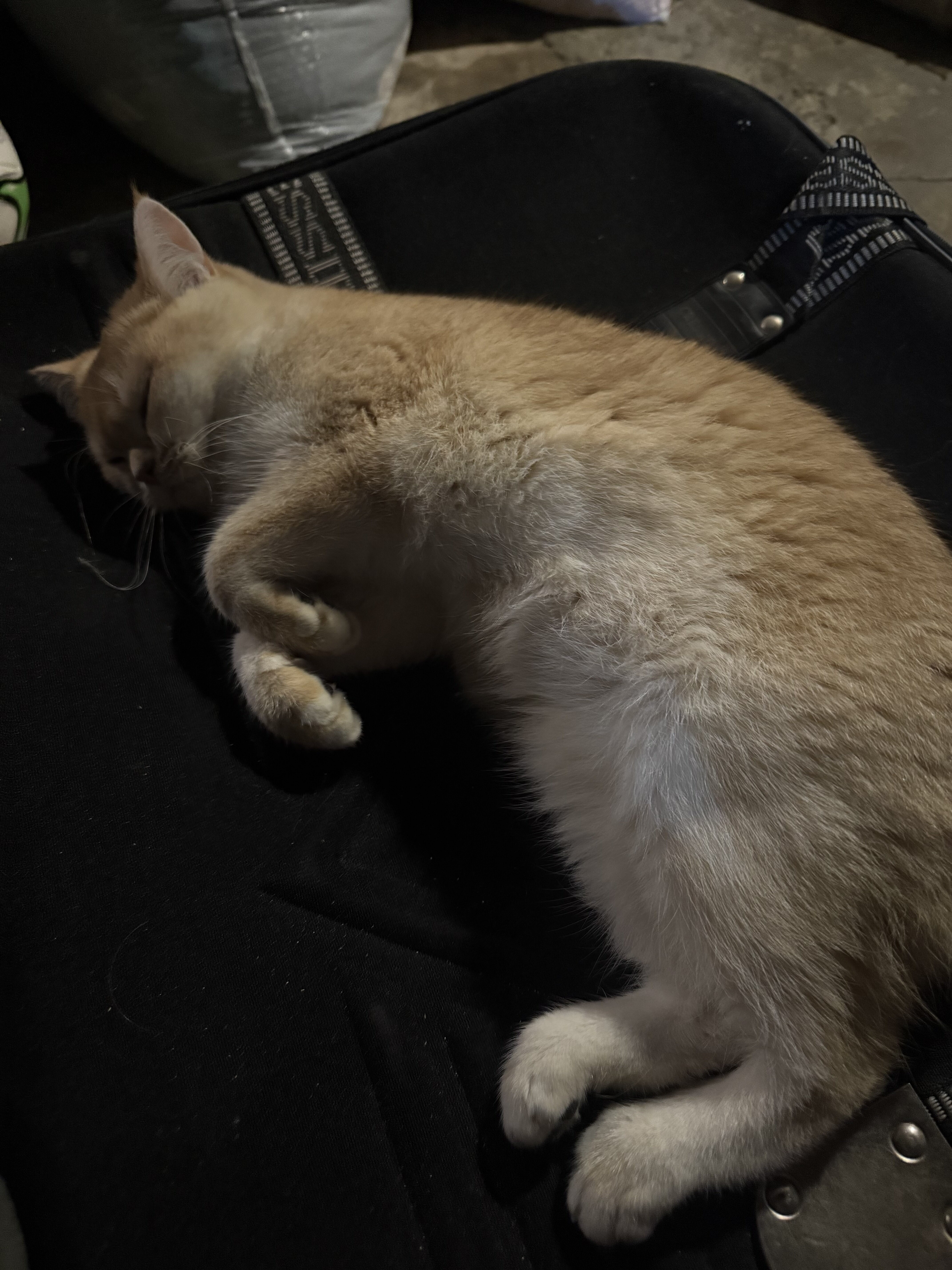 British shorthair image 3
