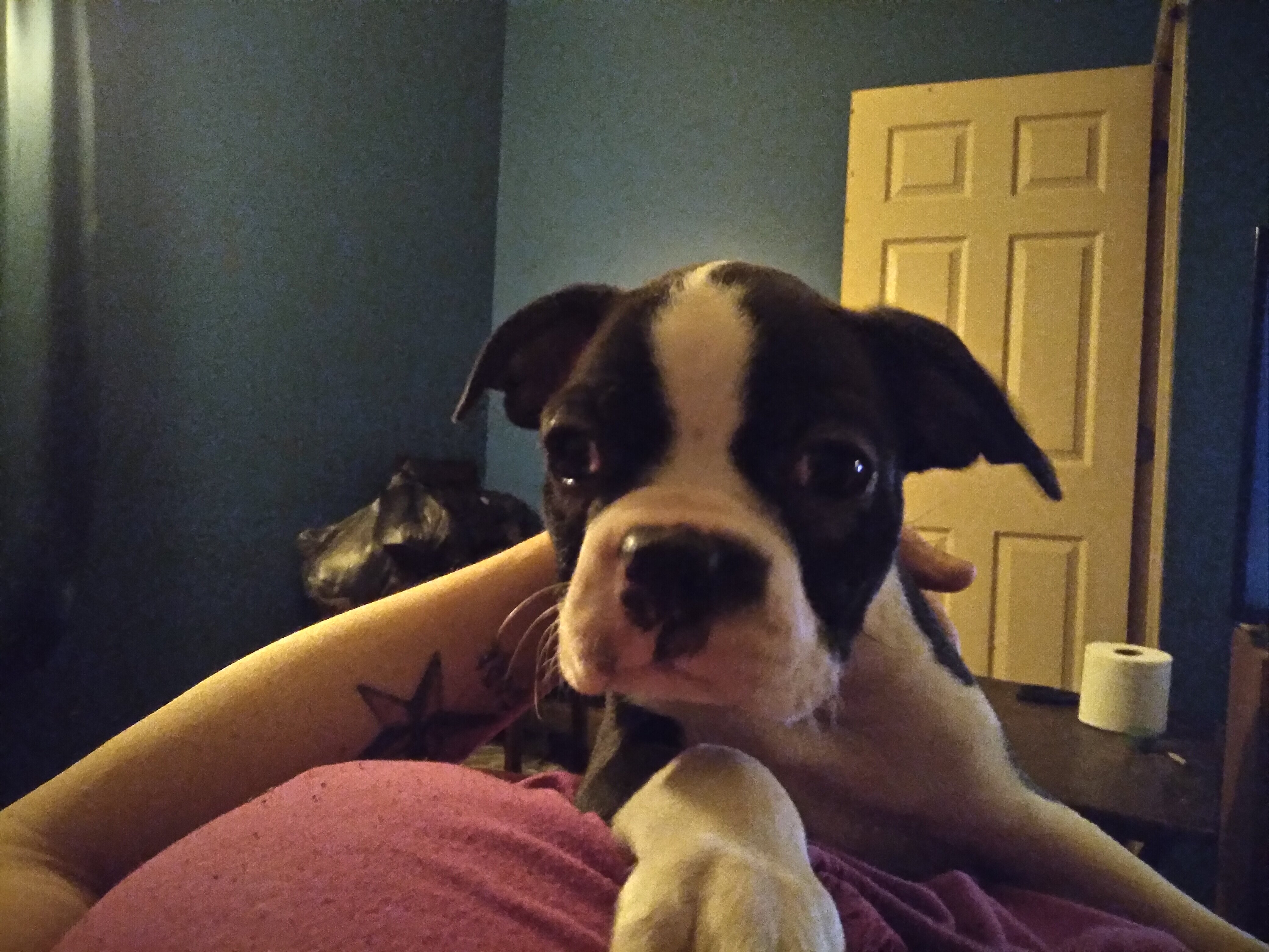 Boston terrier puppies image 1
