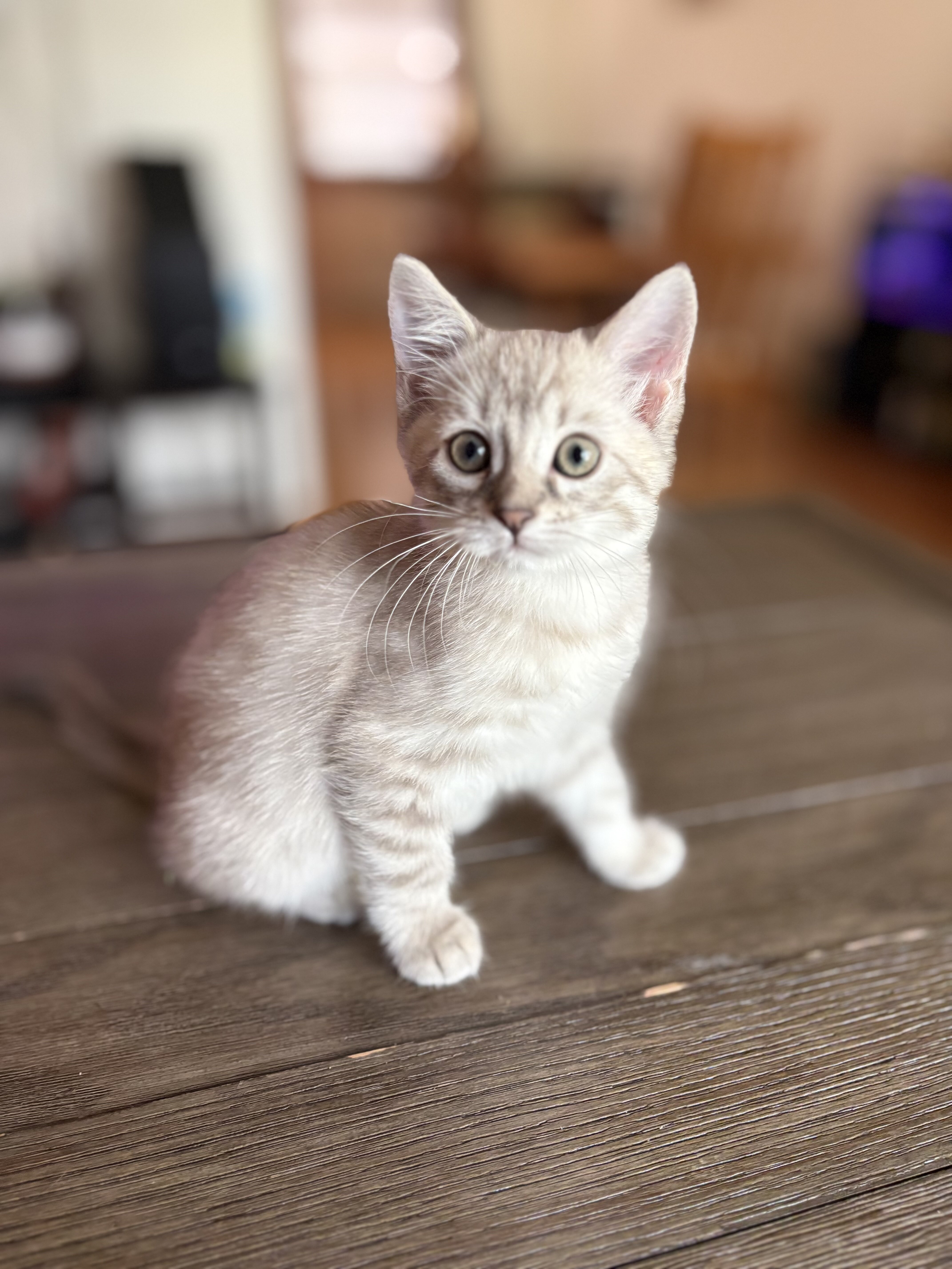 Ragdoll/Bengal Mix Kittens image 6