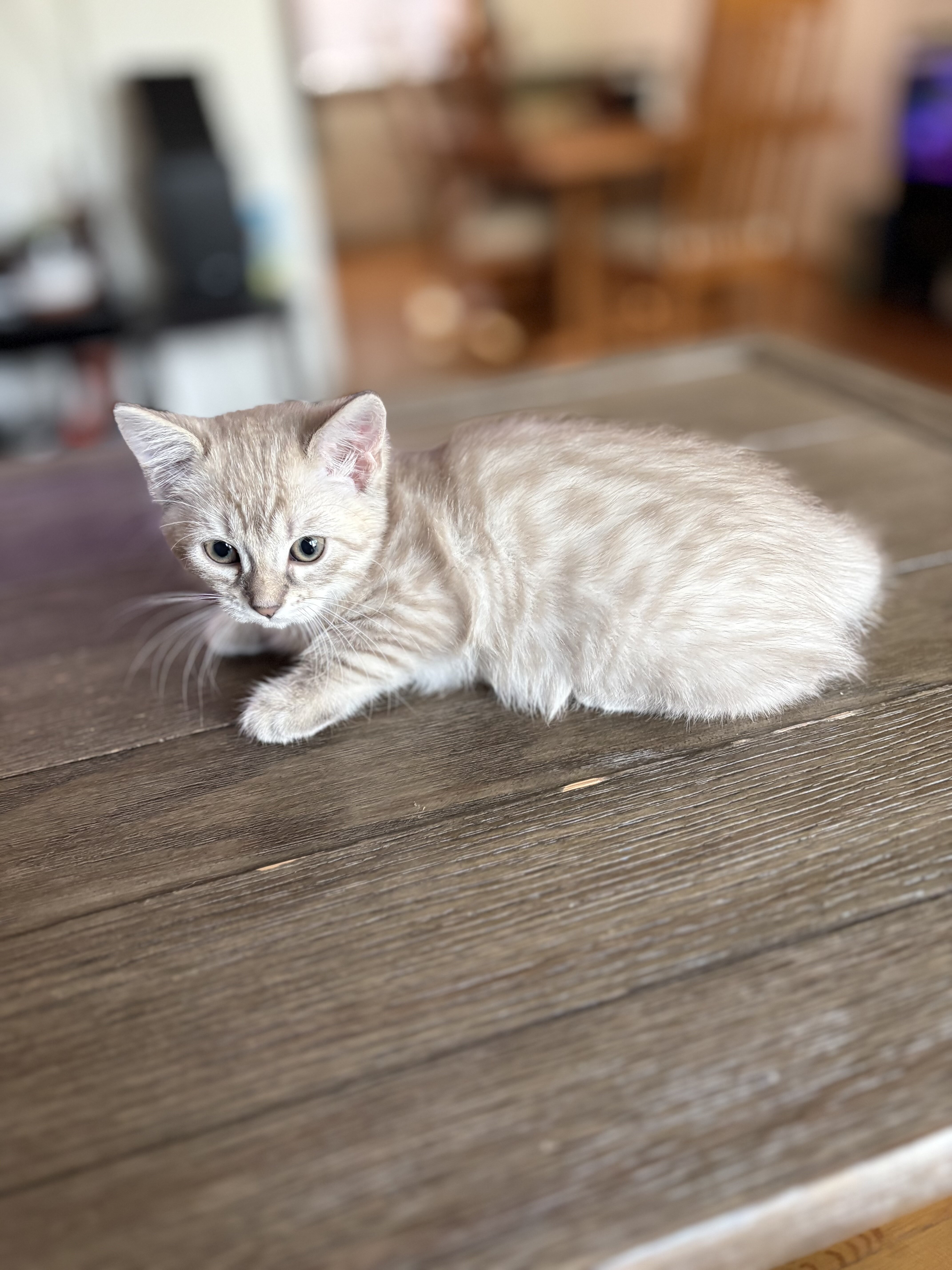Ragdoll/Bengal Mix Kittens image 5