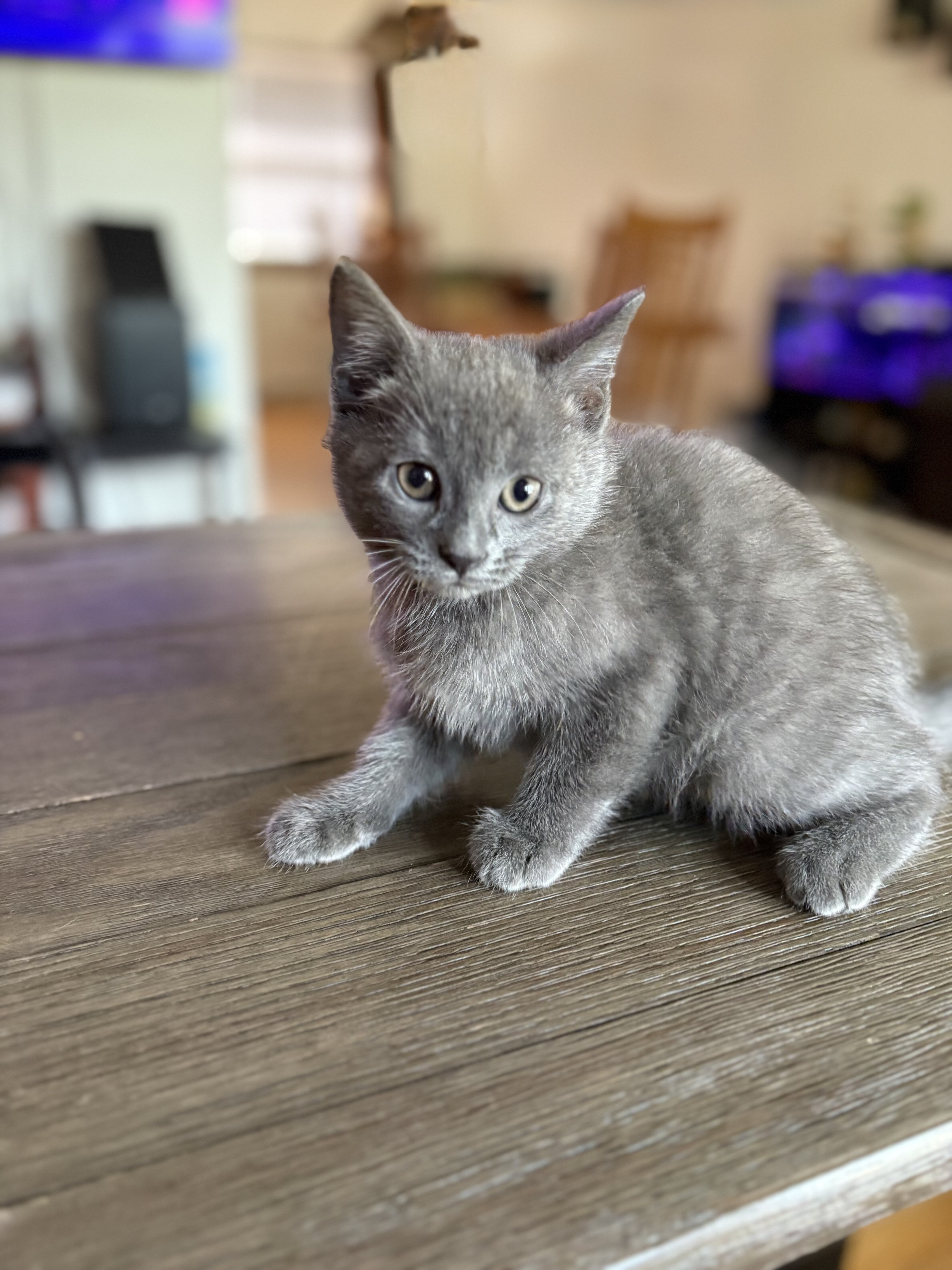 Ragdoll/Bengal Mix Kittens image 3
