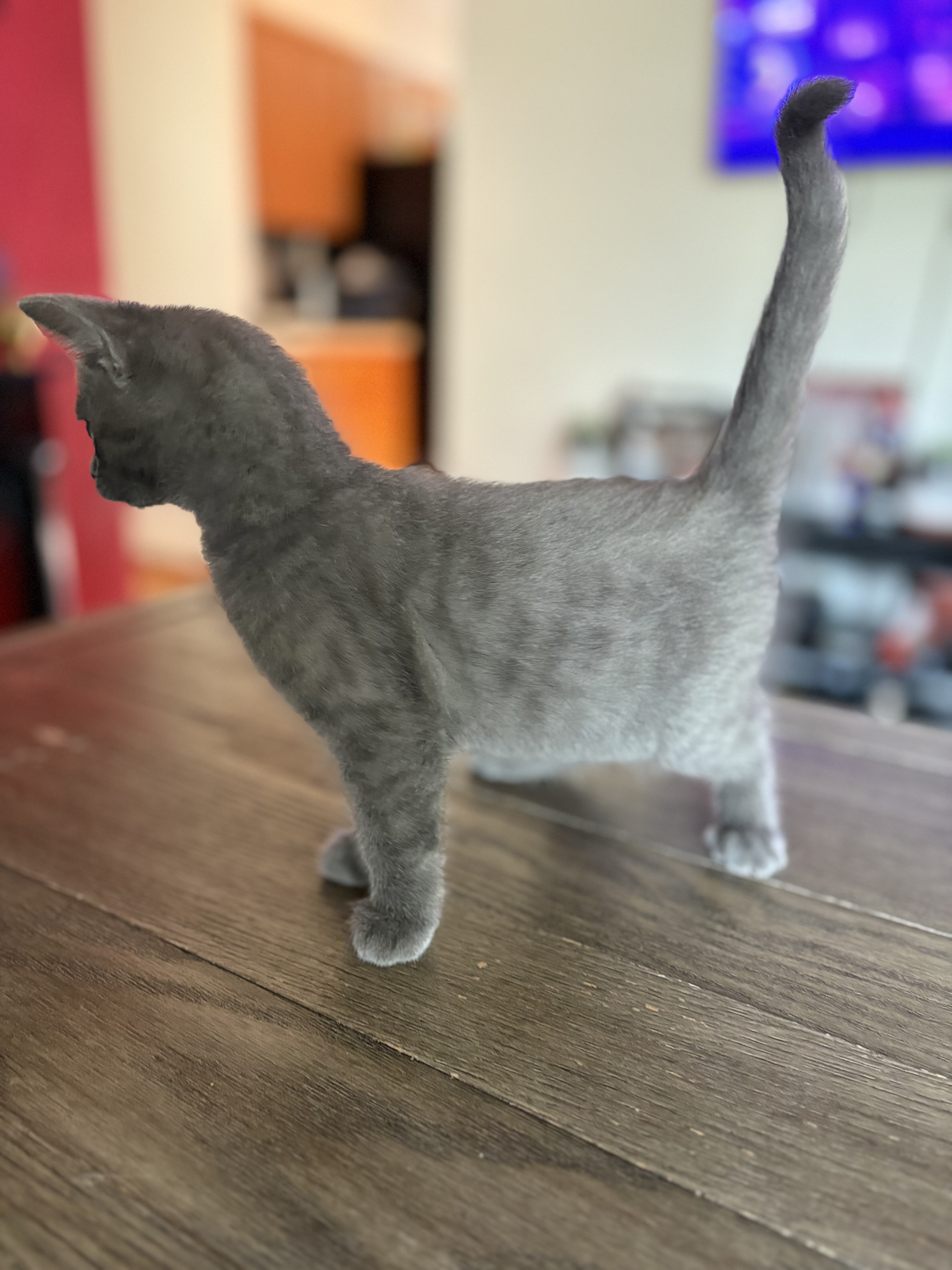 Ragdoll/Bengal Mix Kittens image 2