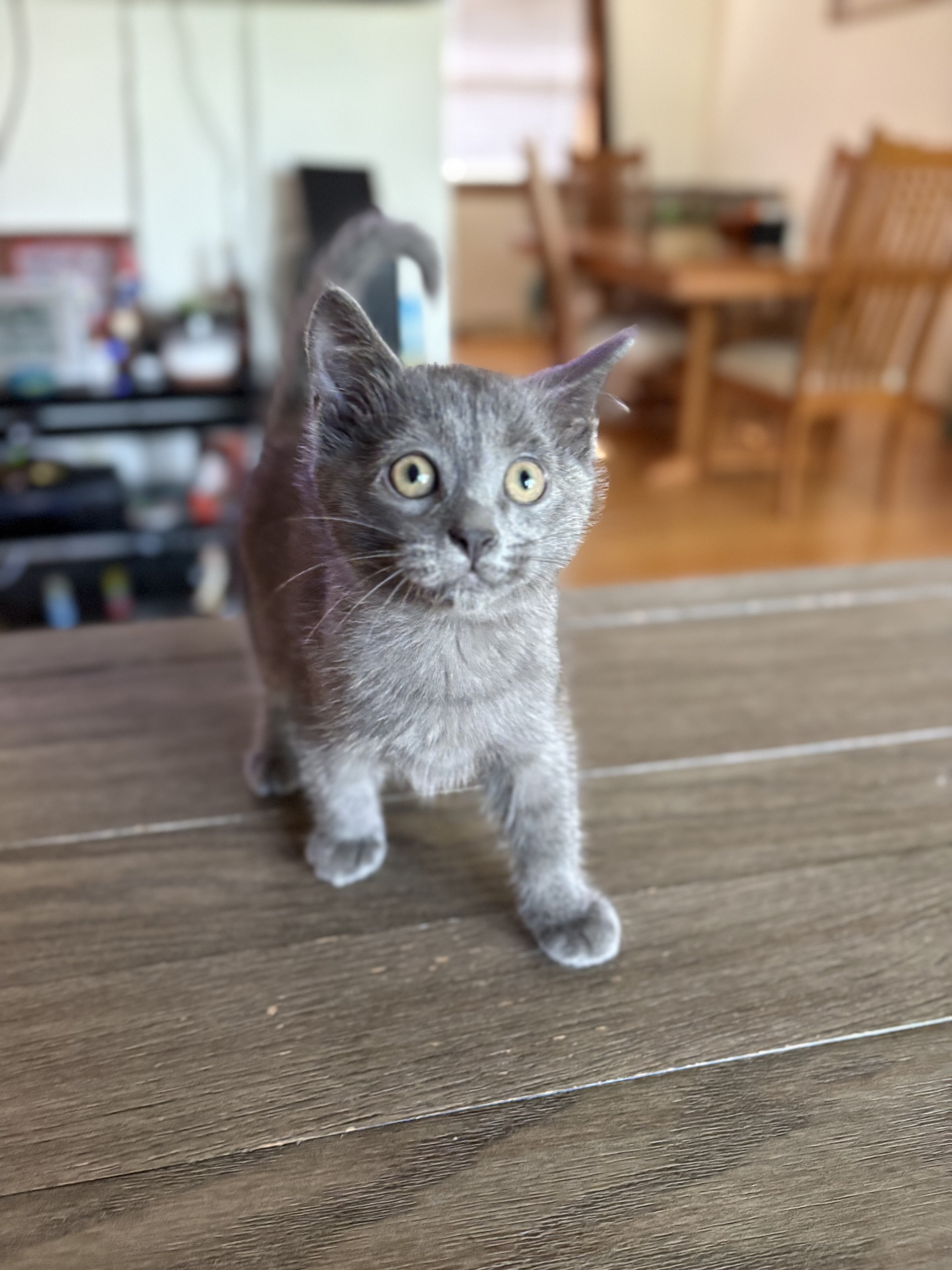 Ragdoll/Bengal Mix Kittens image 4