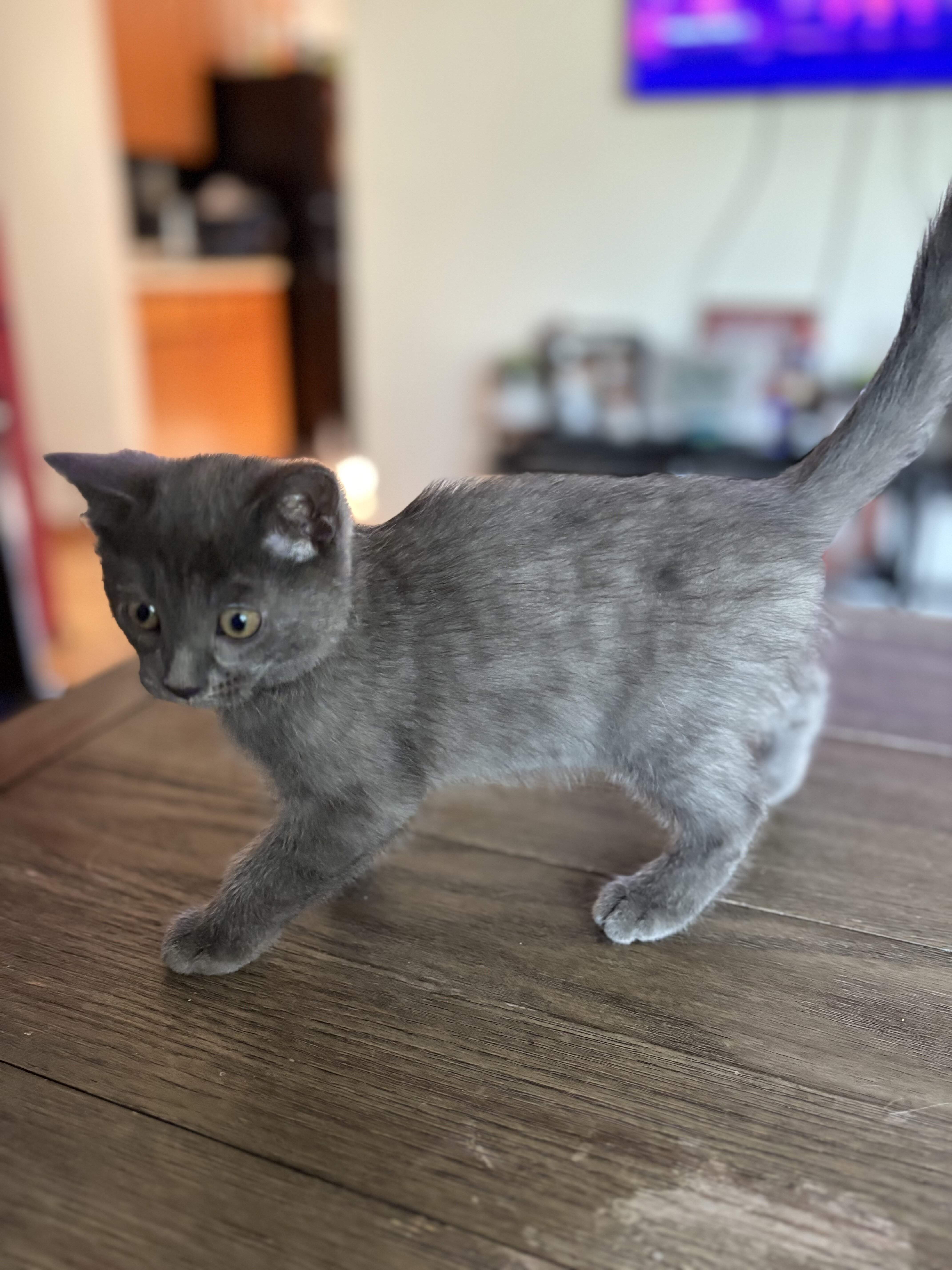Ragdoll/Bengal Mix Kittens image 1