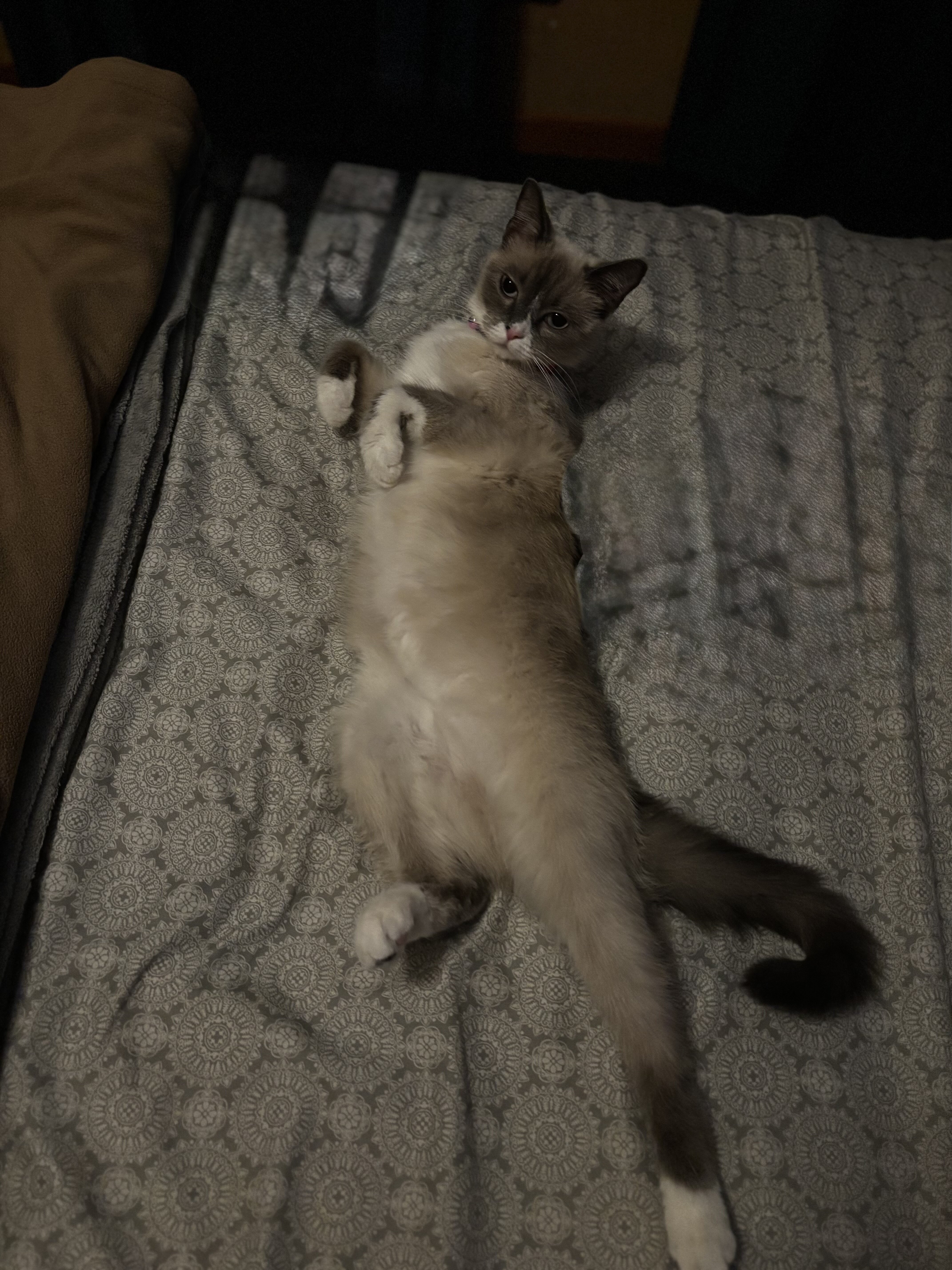 Ragdoll/Bengal Mix Kittens image 9