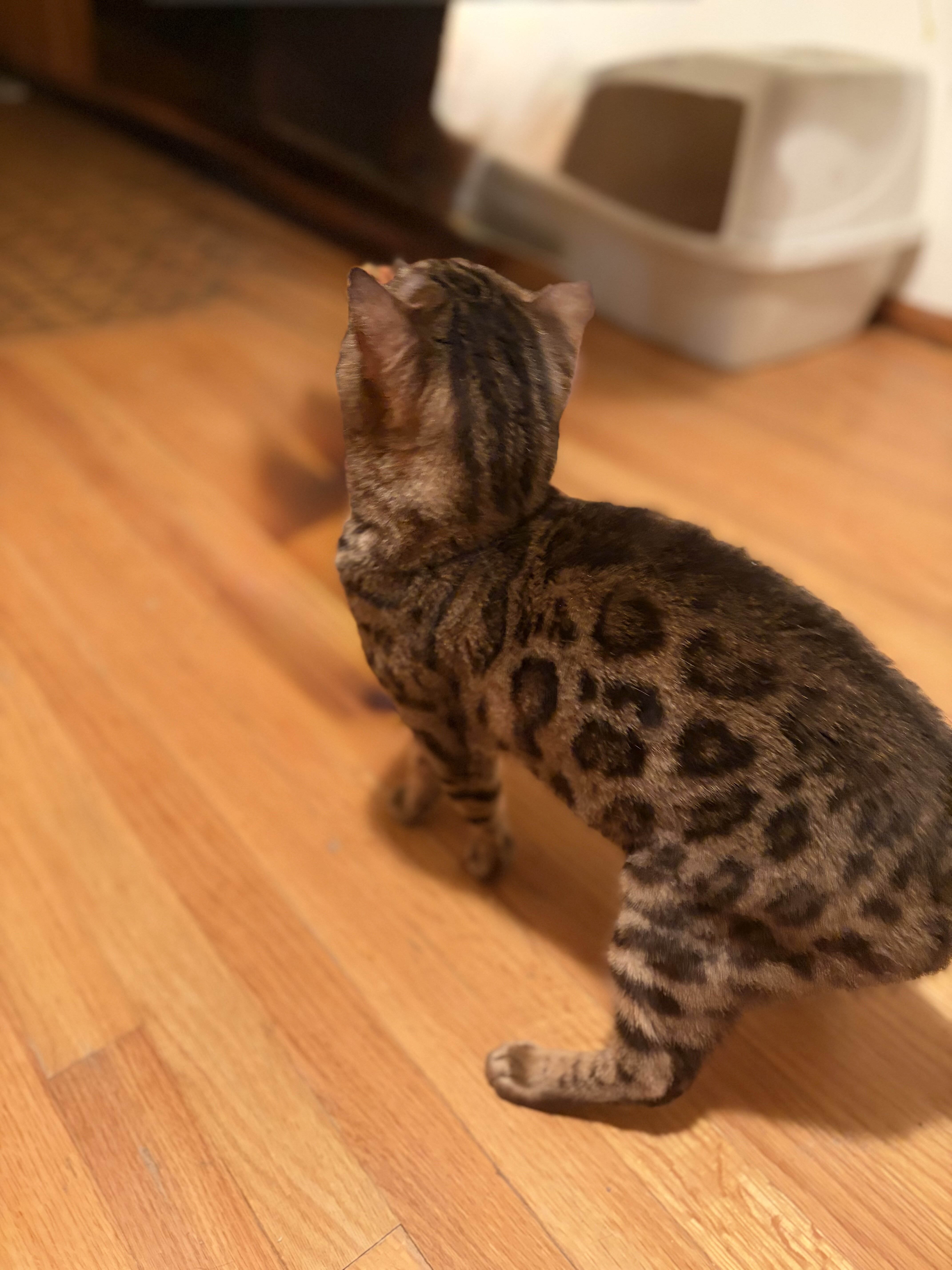 Ragdoll/Bengal Mix Kittens image 8