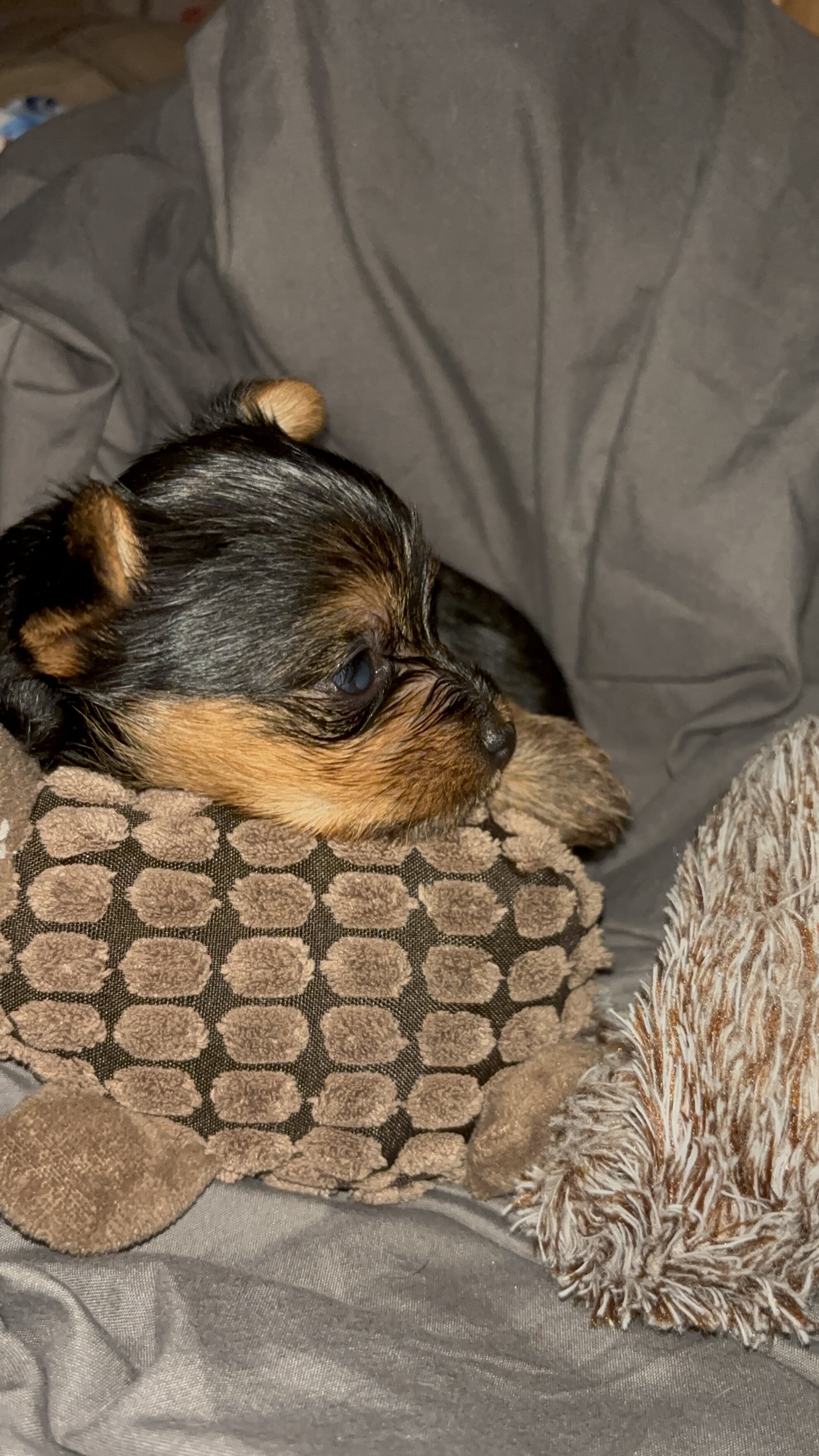 Tiny male Yorkie image 3