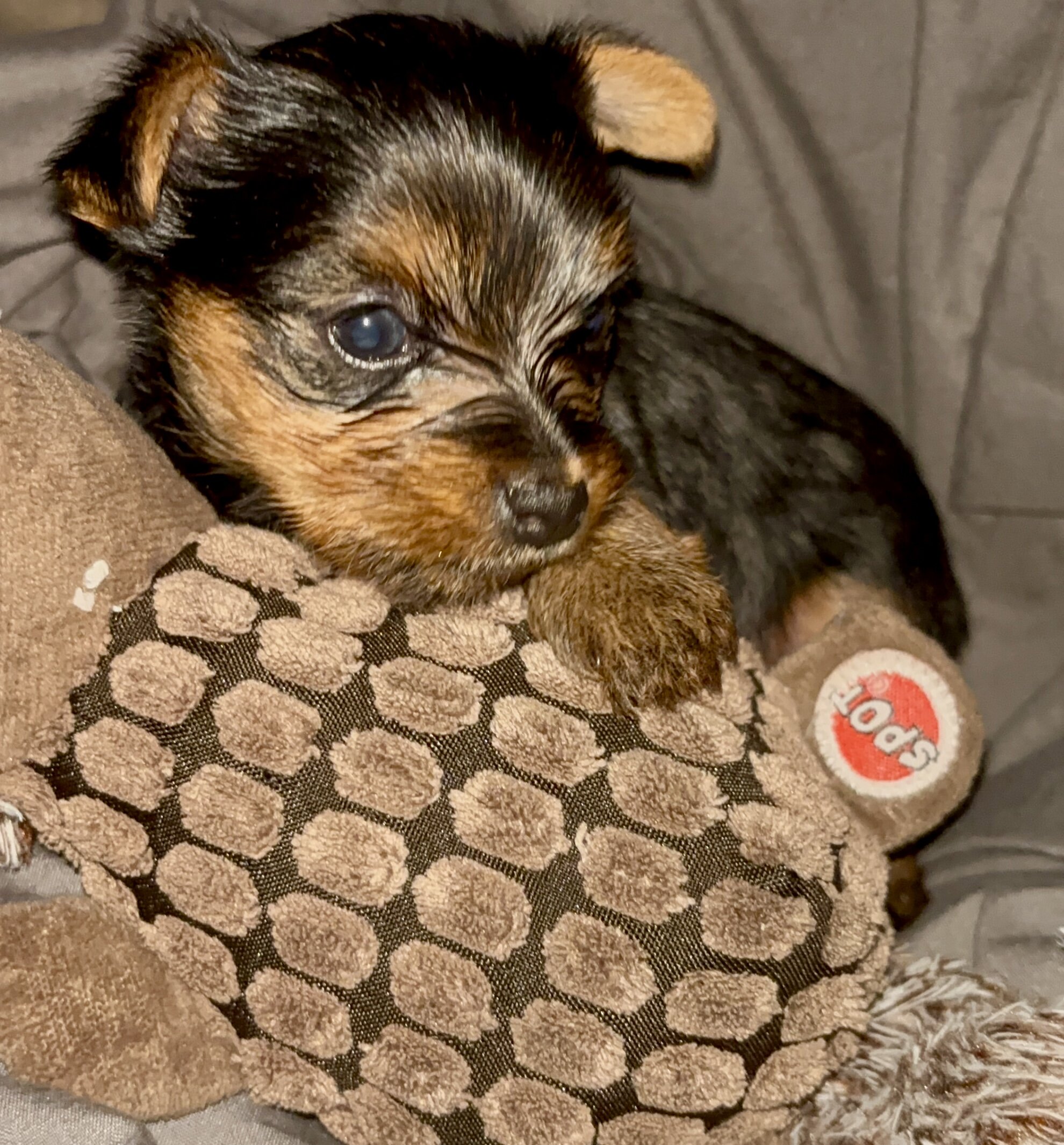 Tiny male Yorkie image 2