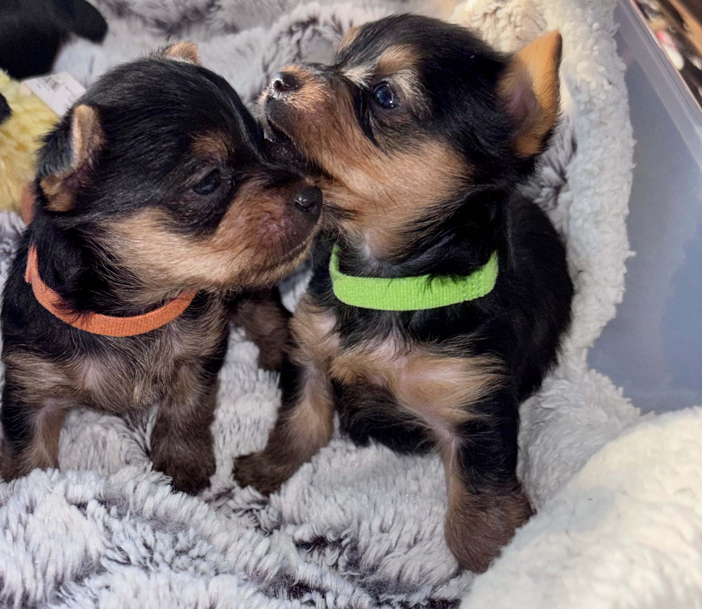 Tiny male Yorkie image 1