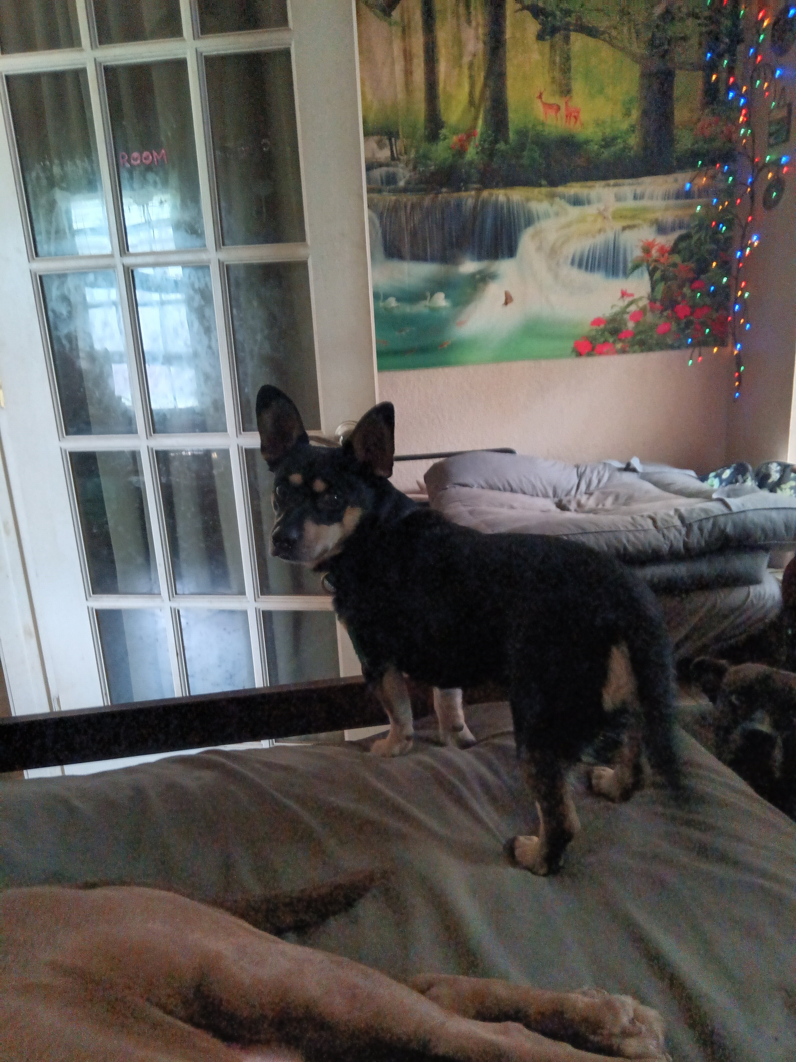 Re-home beautiful fluffy black male Terrier mix. image 3