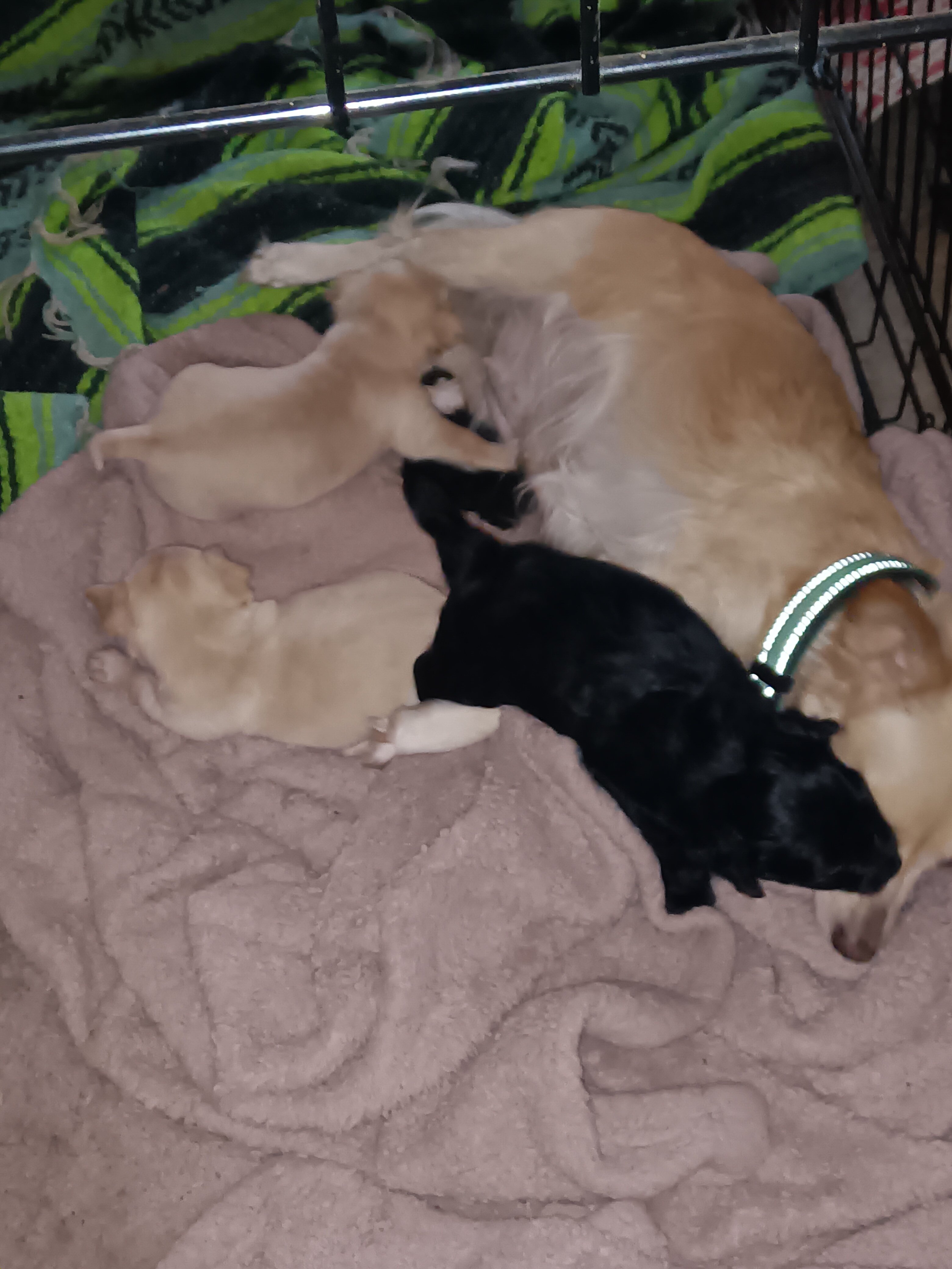 Re-home beautiful fluffy black male Terrier mix. image 4