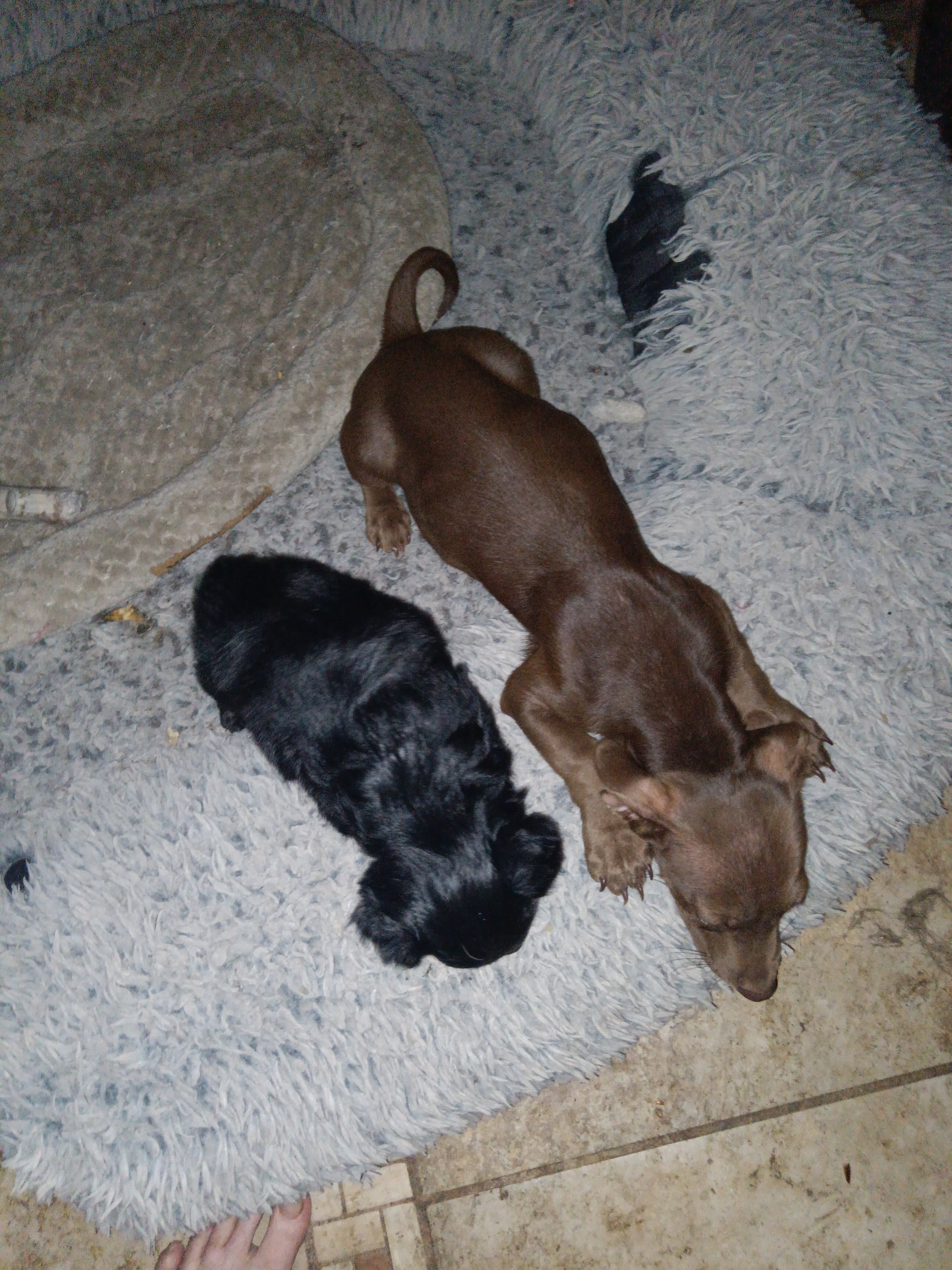 Re-home beautiful fluffy black male Terrier mix. image 2