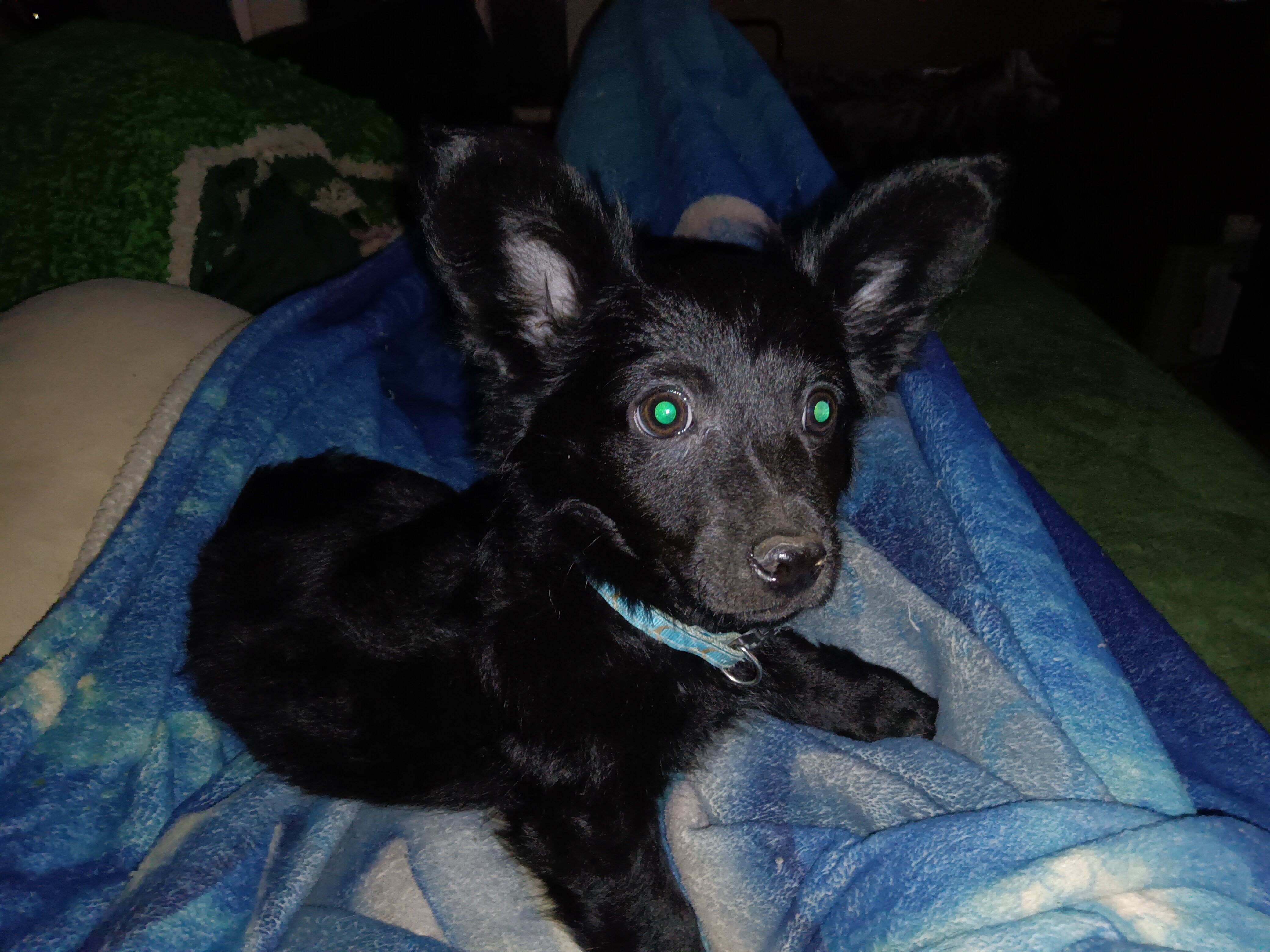 Re-home beautiful fluffy black male Terrier mix. image 1