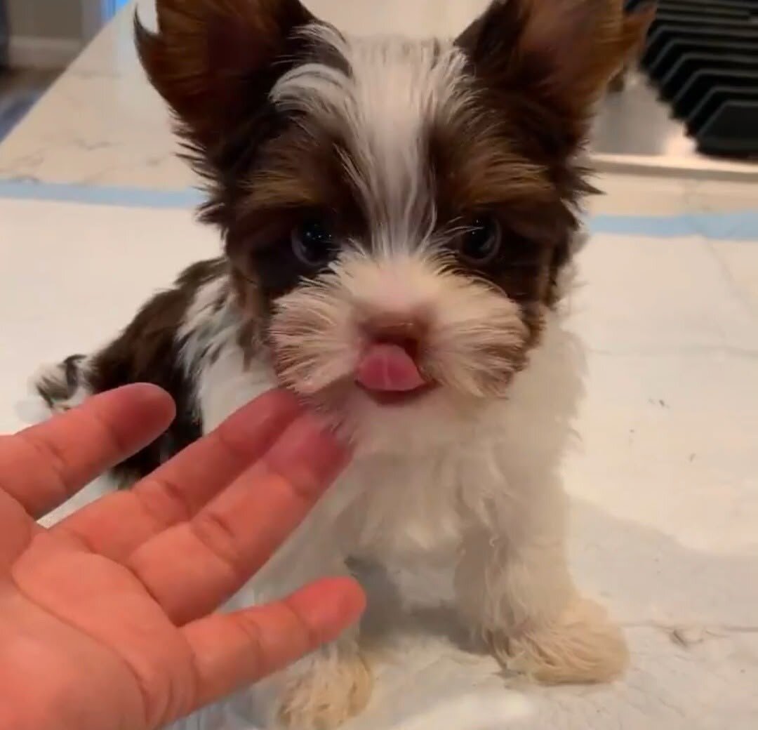 Teacup Yorkie puppies for sell image 1