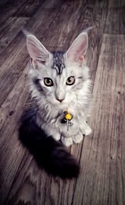 Stunning & Sweet Silver Tabby Maine Coon image 1