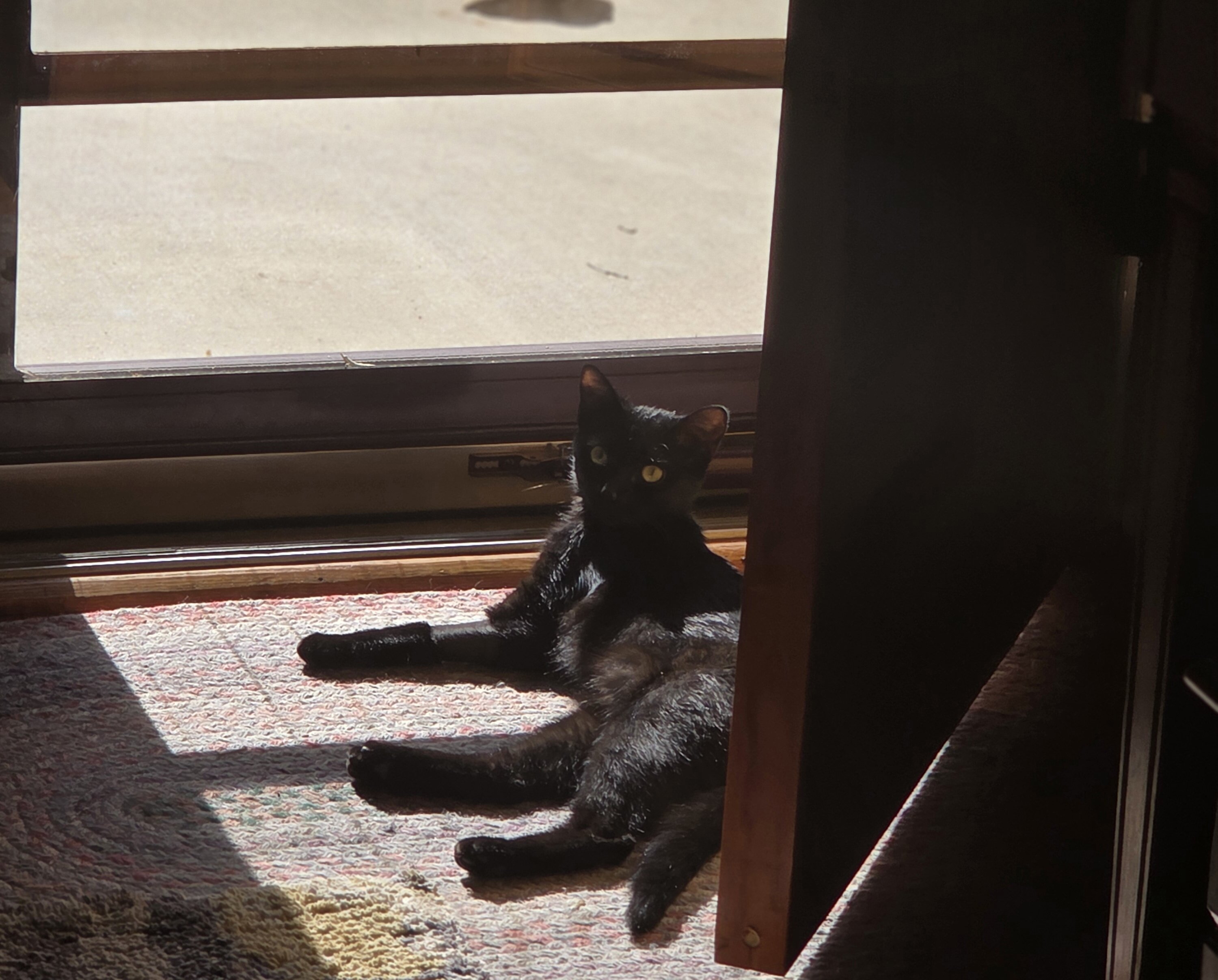 Cat rehome image 6