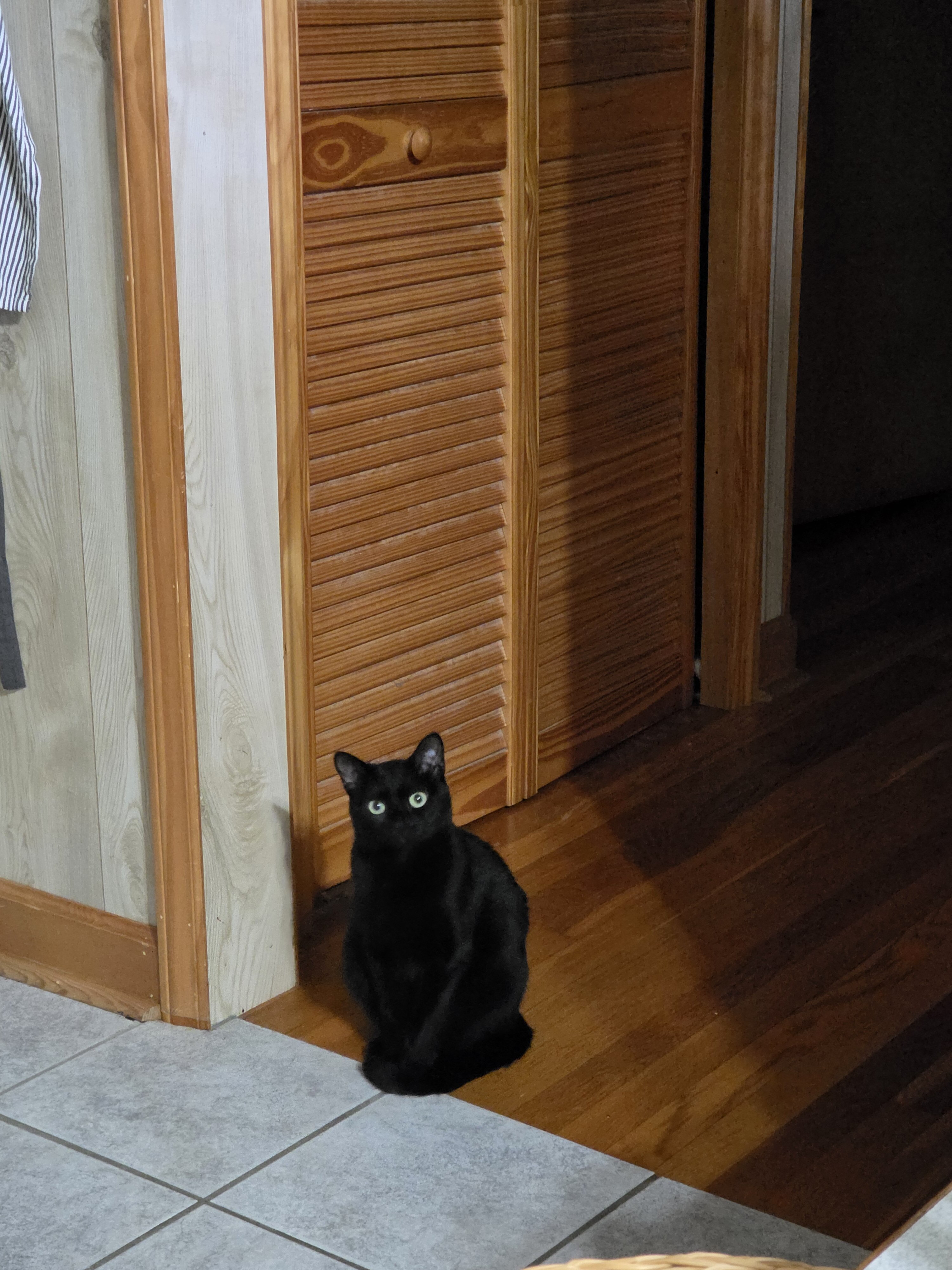 Cat rehome image 4