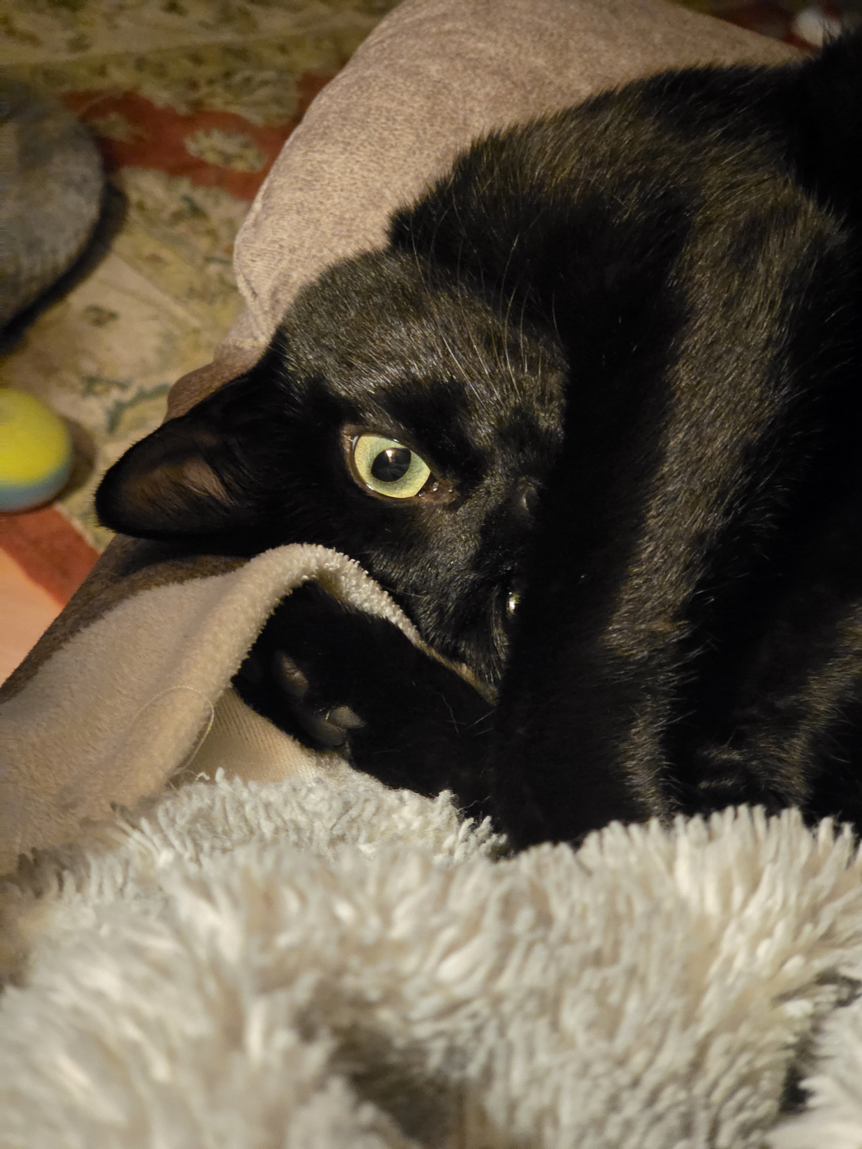 Cat rehome image 3