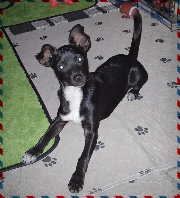 Tux image 1