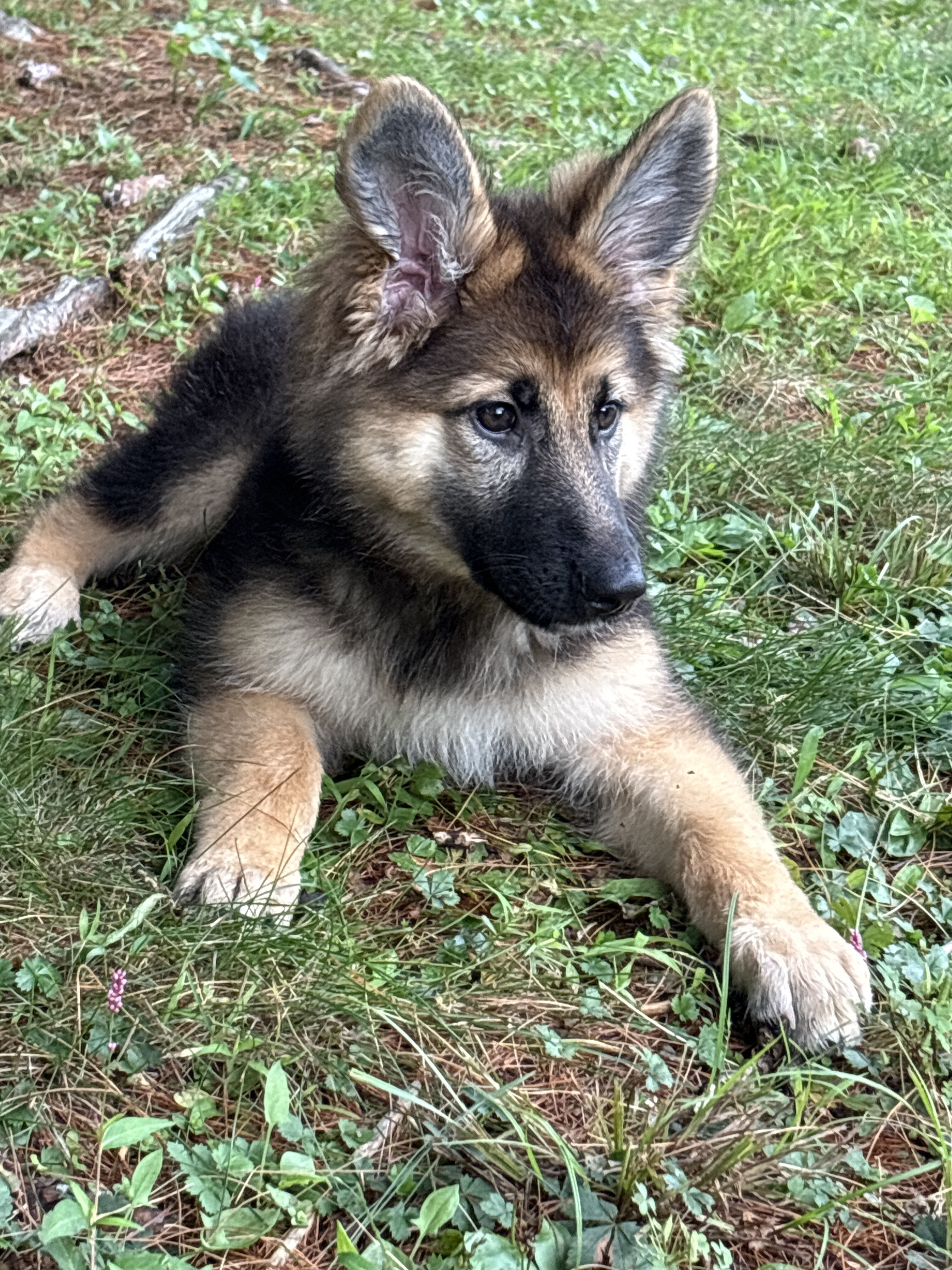 Sweet lovable pure bred female German shepherd image 1
