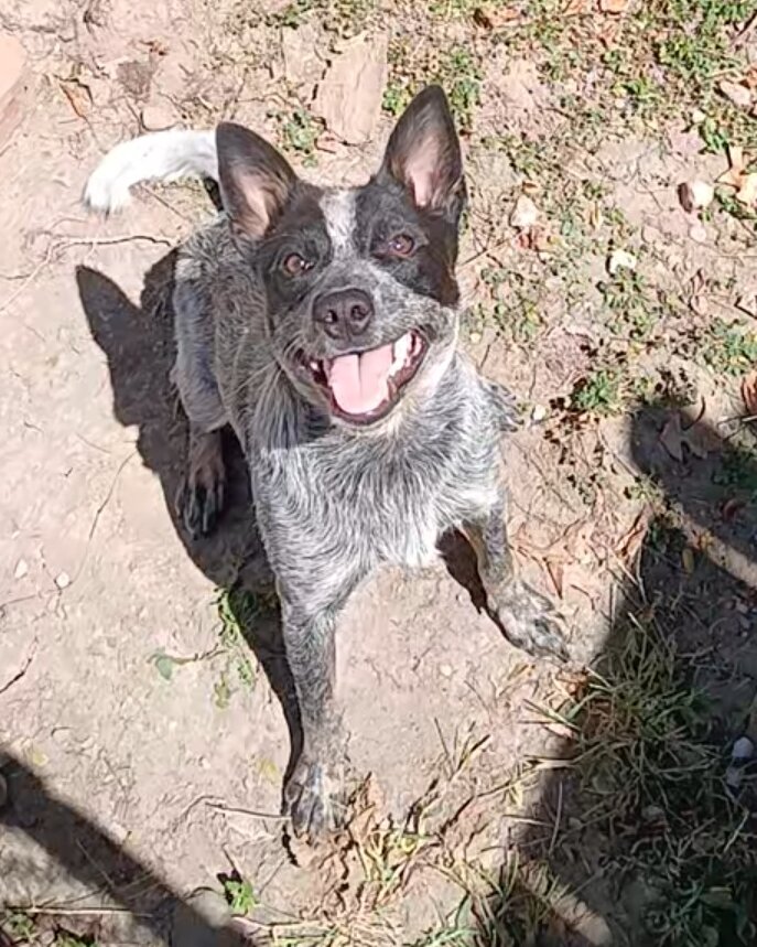 Australian Cattle Dog image 2