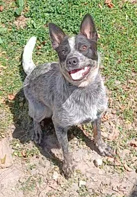 Australian Cattle Dog image 1