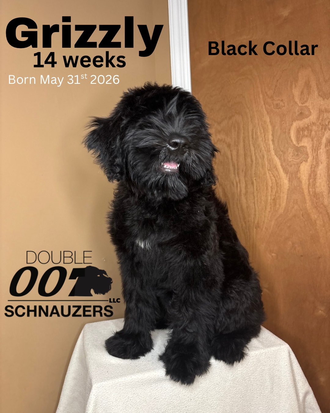 Giant Schnauzer Puppies image 4