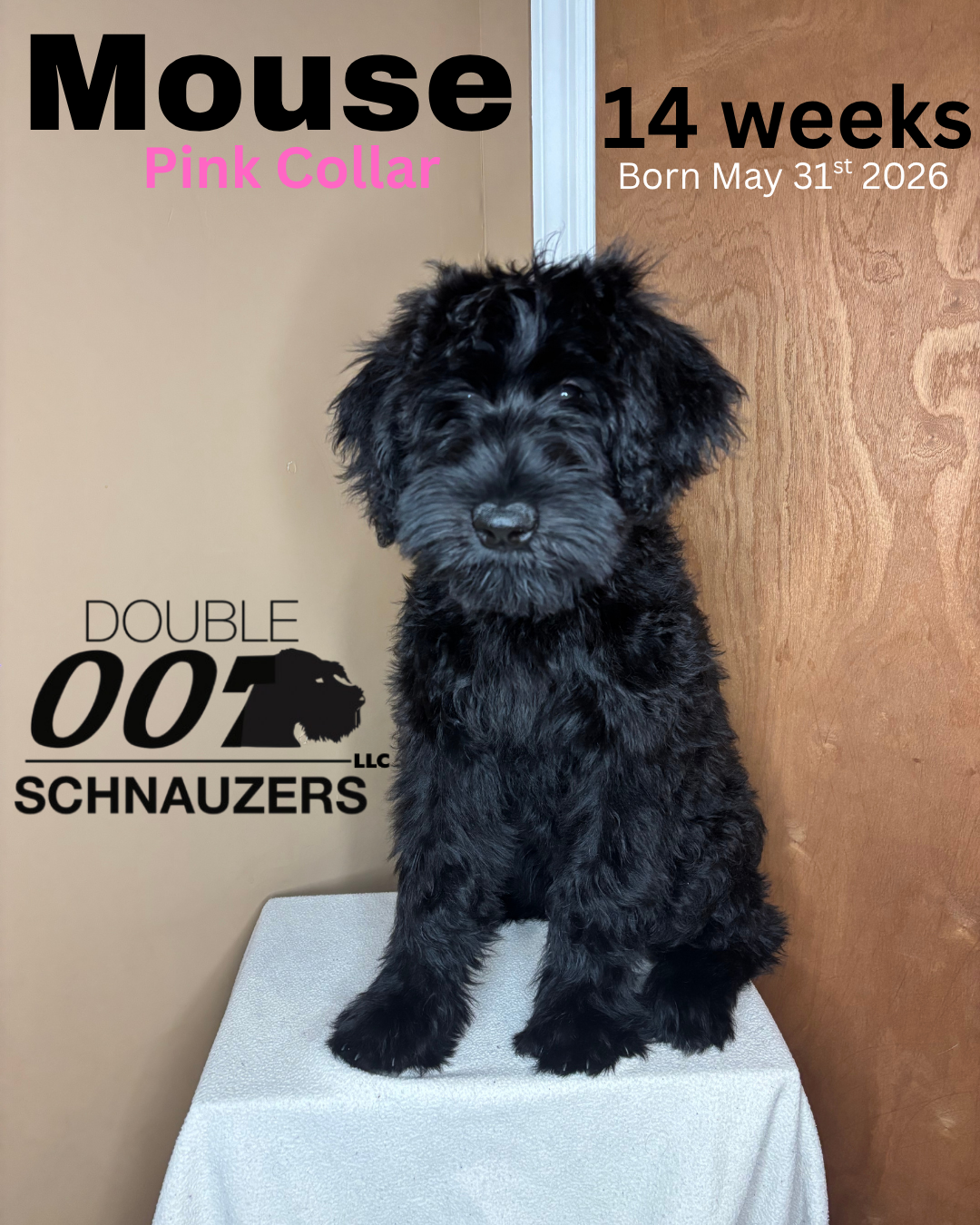 Giant Schnauzer Puppies image 3