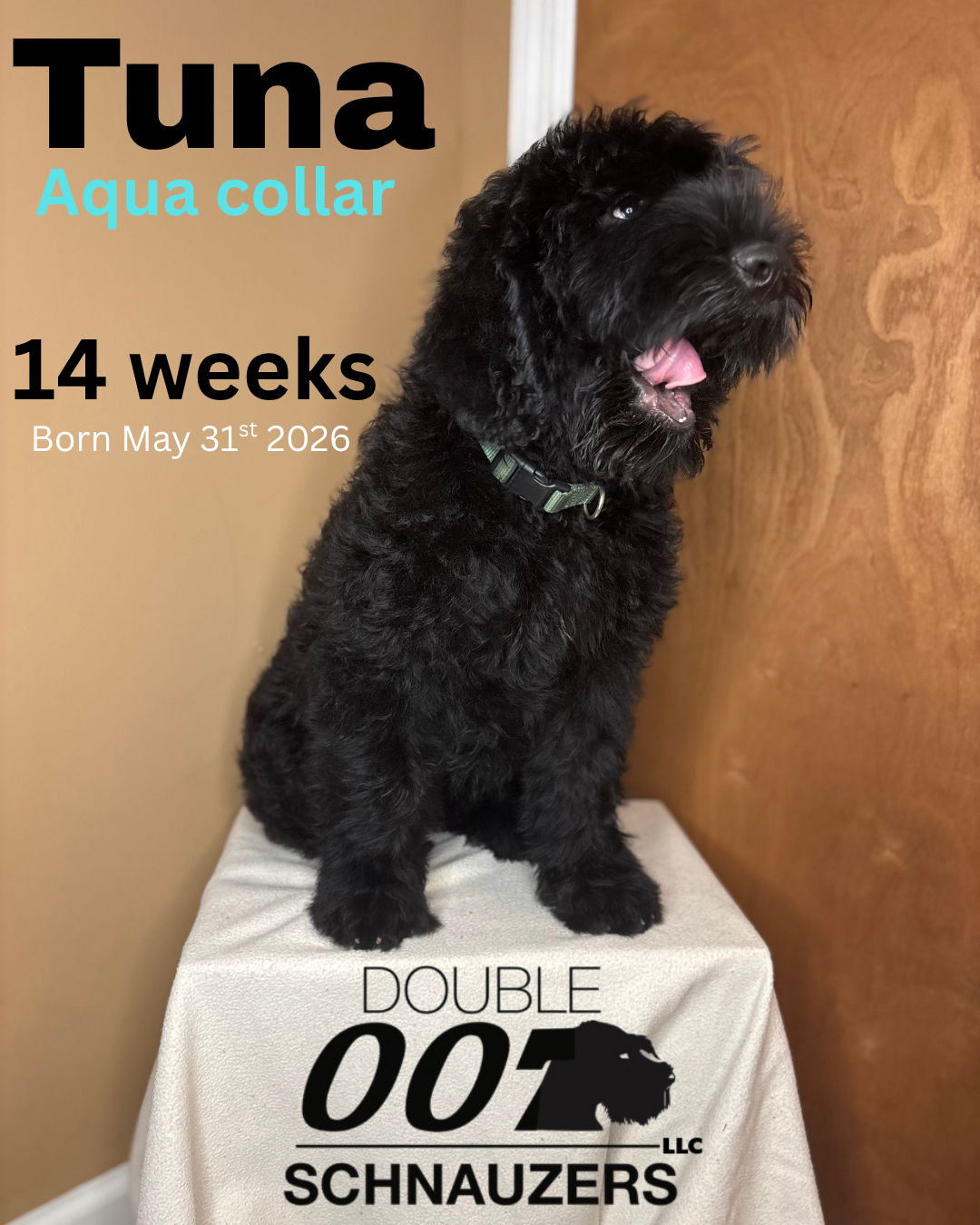 Giant Schnauzer Puppies image 2