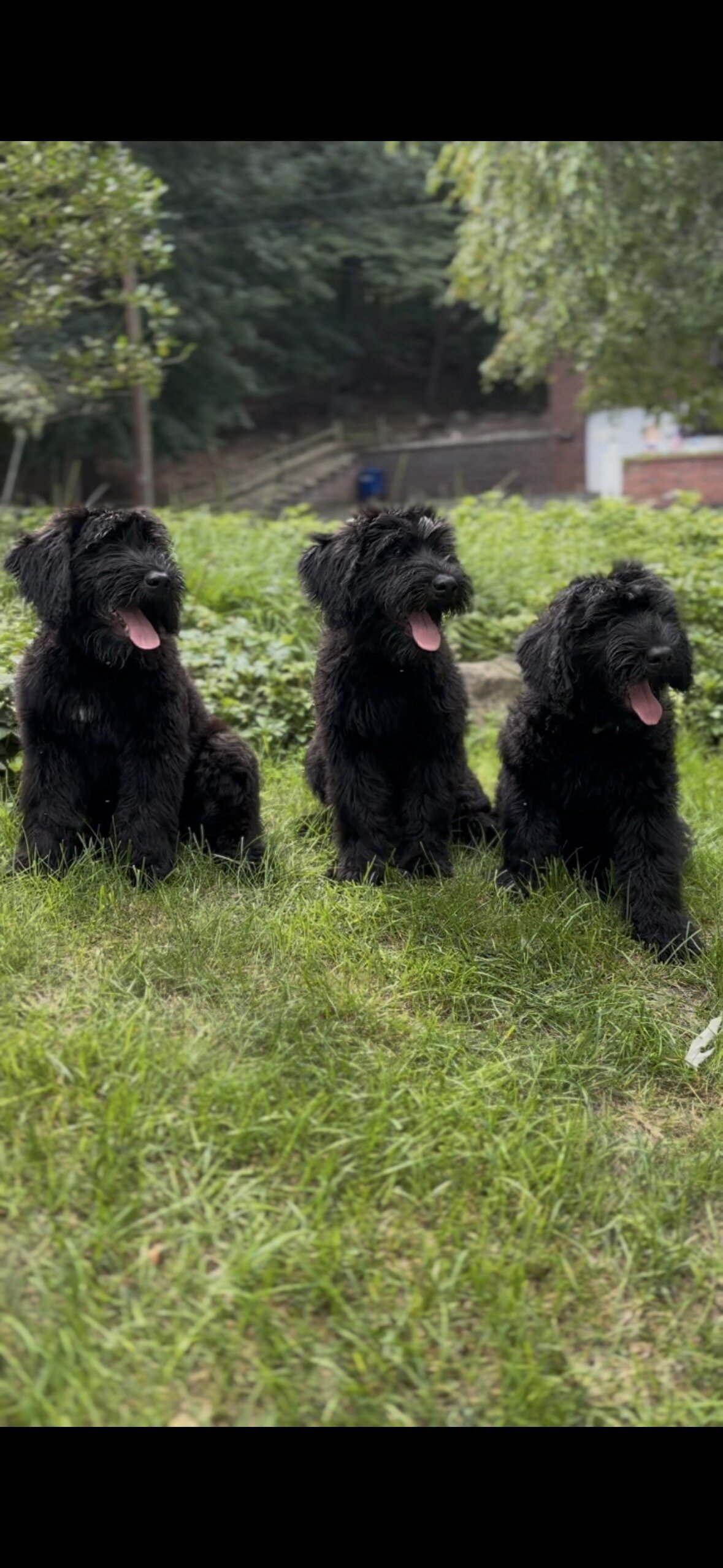 Giant Schnauzer Puppies image 1