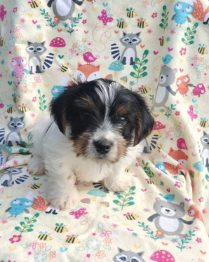 Bentley Male Yorkshire Terrier image 2
