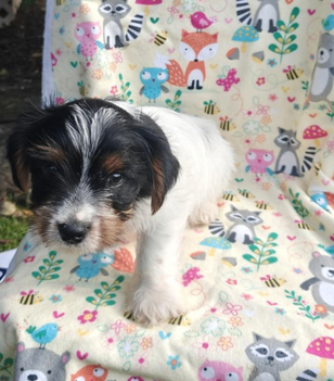 Bentley Male Yorkshire Terrier image 3