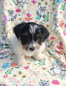 Bentley Male Yorkshire Terrier image 4