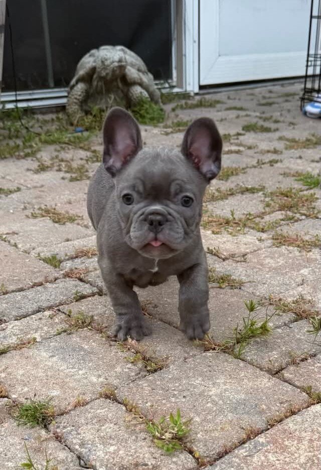 Male French Bull Dog - Snickers image 5