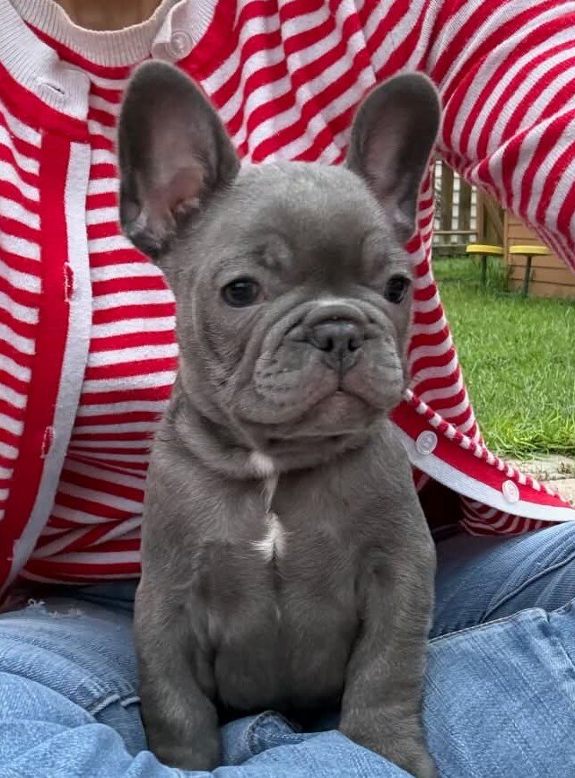Male French Bull Dog - Snickers image 1