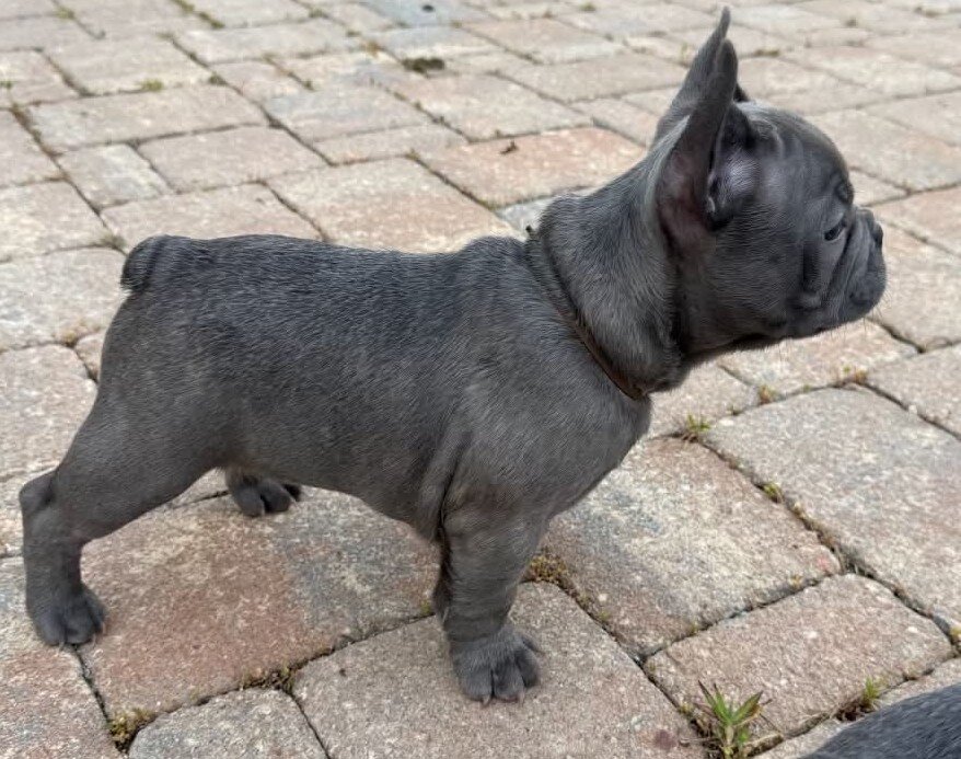 Male French Bull Dog - Snickers image 3
