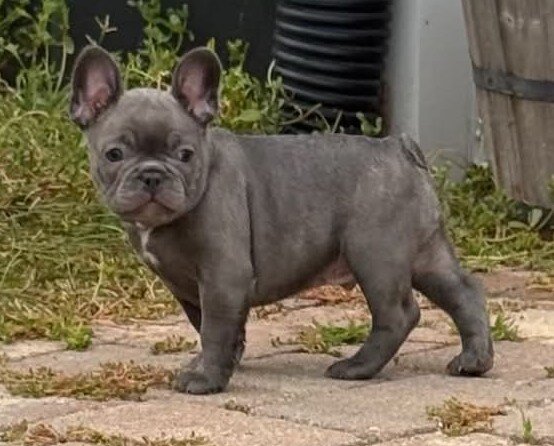 Male French Bull Dog - Snickers image 2