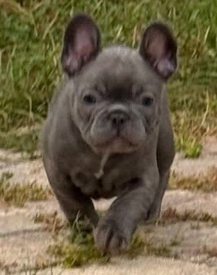 Male French Bull Dog - Snickers image 4