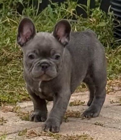 Male French Bull Dog - Snickers image 6