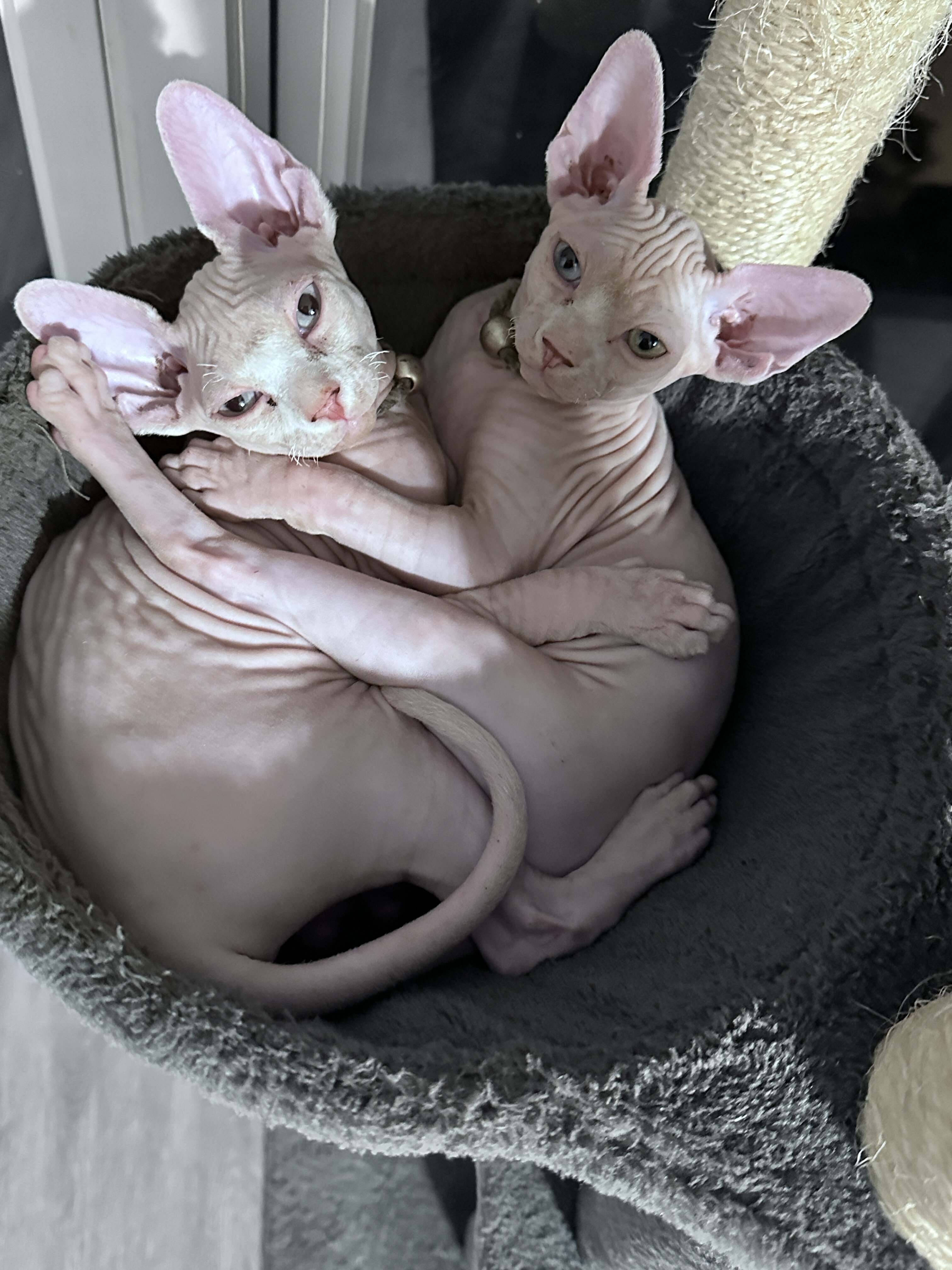Male Sphynx Kitten – Rare Blue/Green Odd Eyes image 5