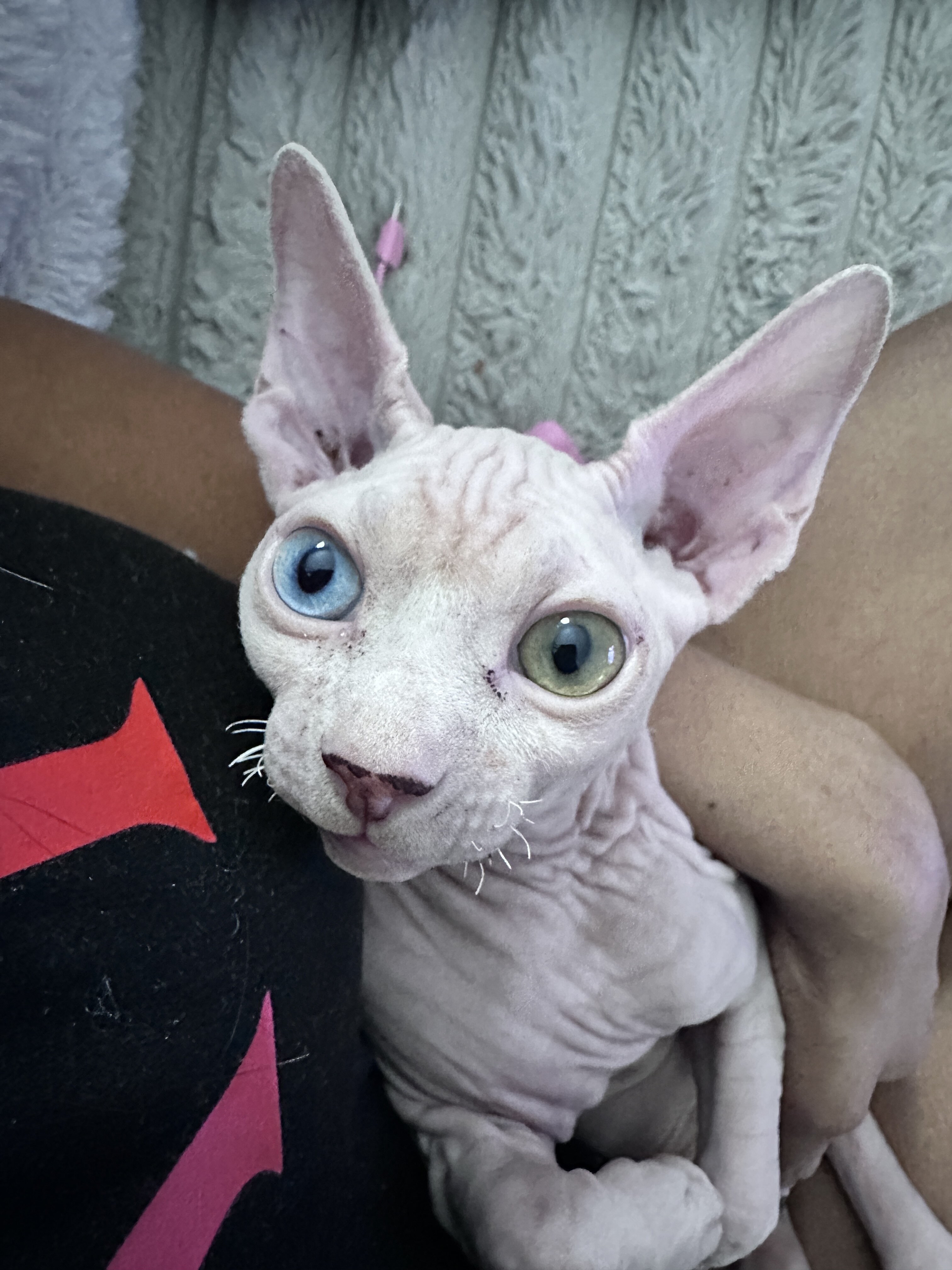 Male Sphynx Kitten – Rare Blue/Green Odd Eyes image 4
