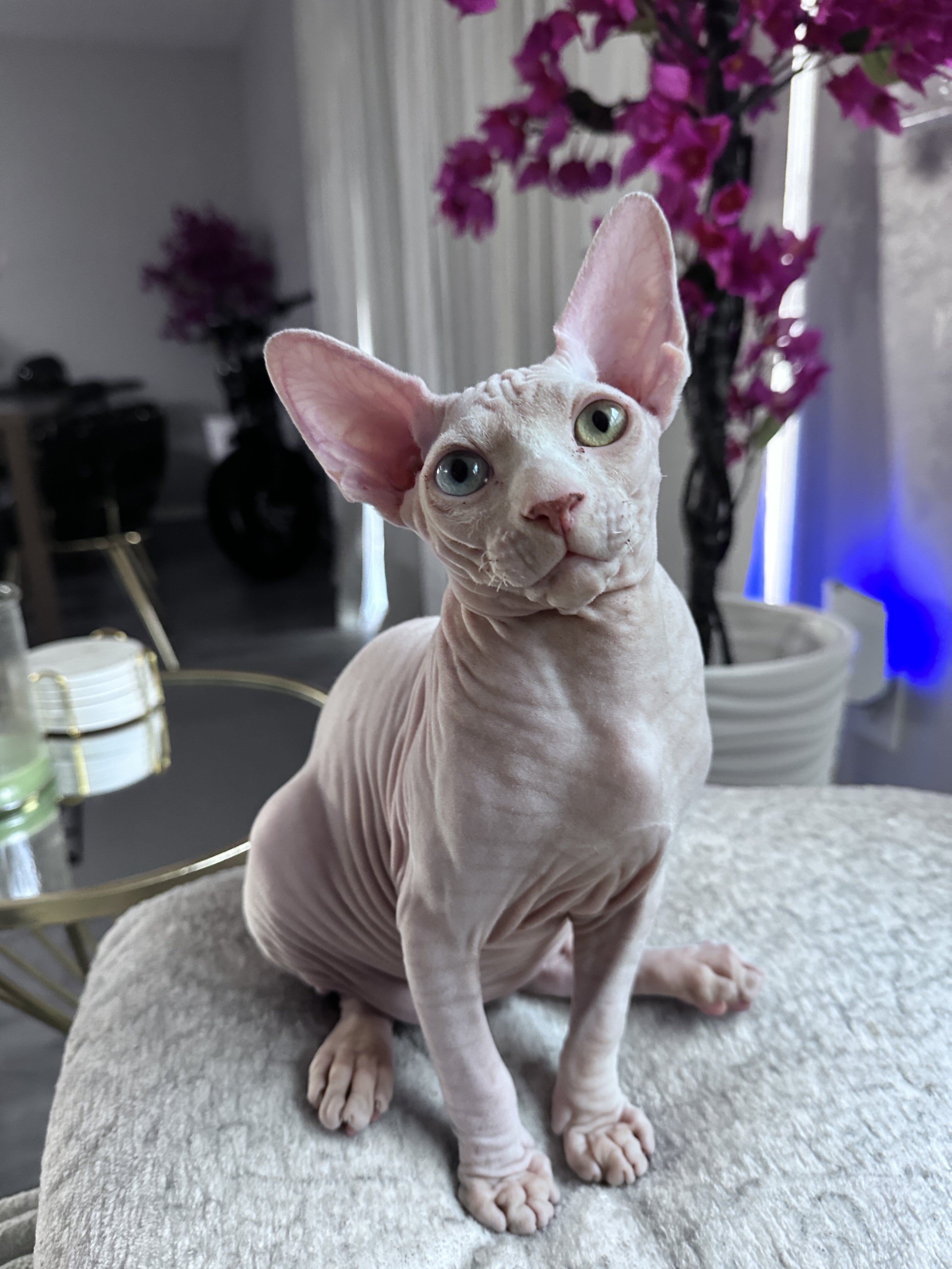 Male Sphynx Kitten – Rare Blue/Green Odd Eyes image 3