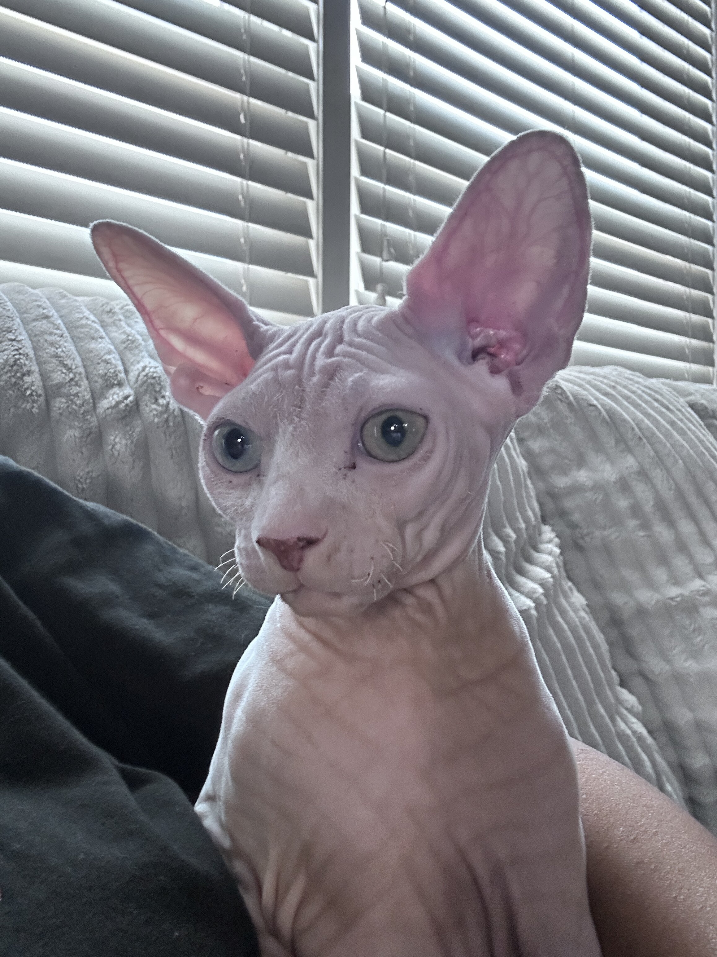 Male Sphynx Kitten – Rare Blue/Green Odd Eyes image 2
