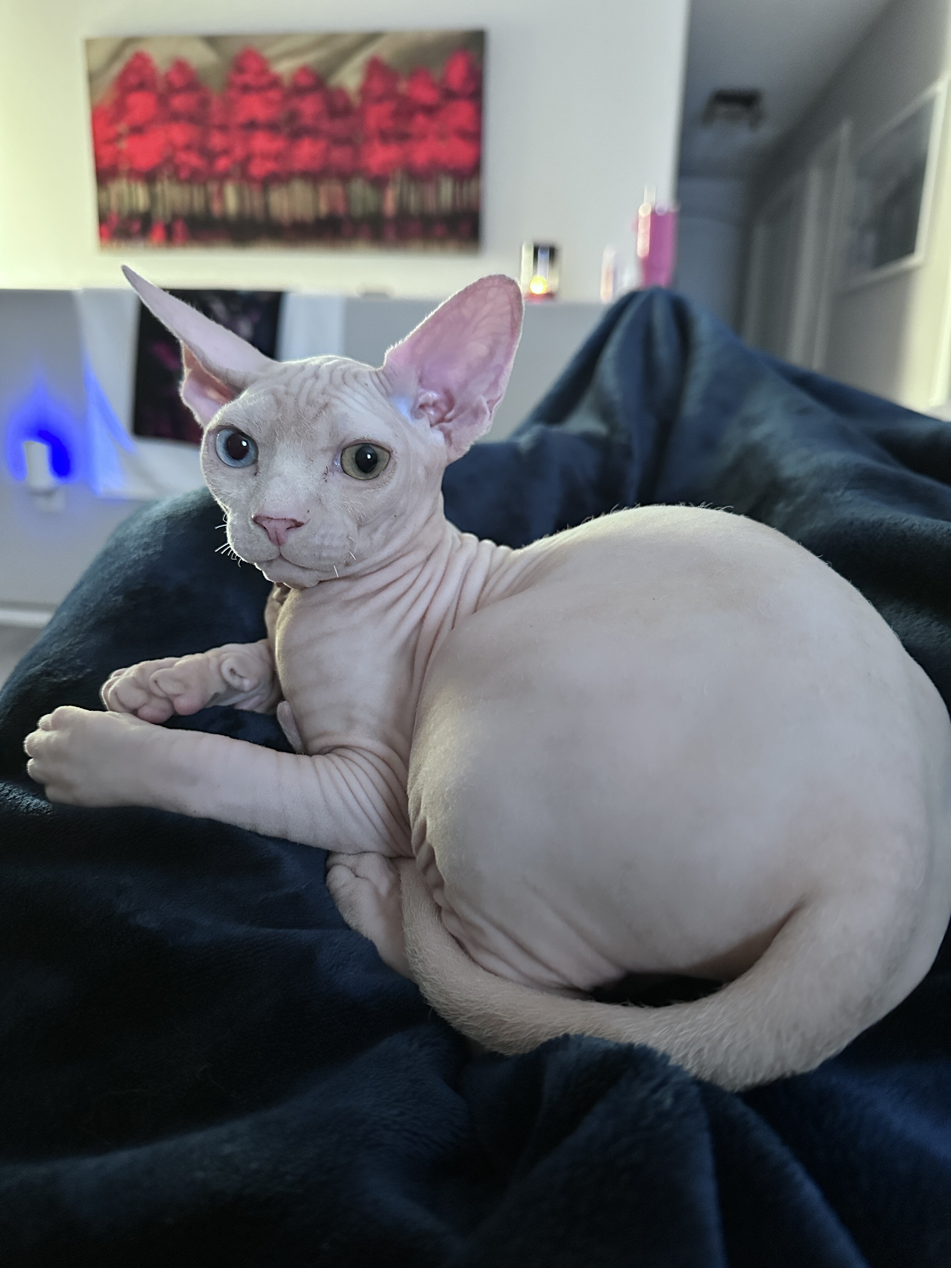 Male Sphynx Kitten – Rare Blue/Green Odd Eyes image 1
