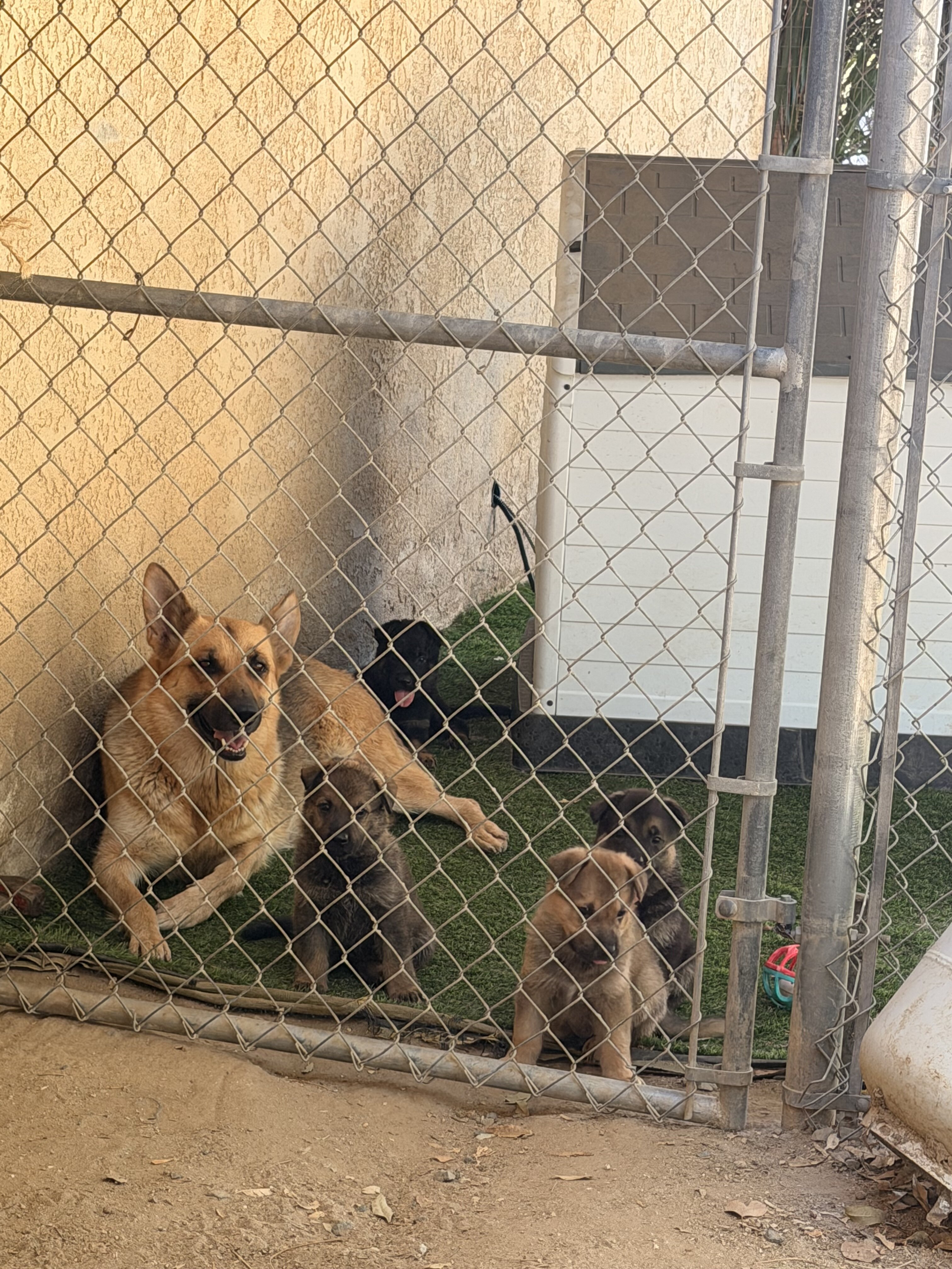 German Shepard image 5
