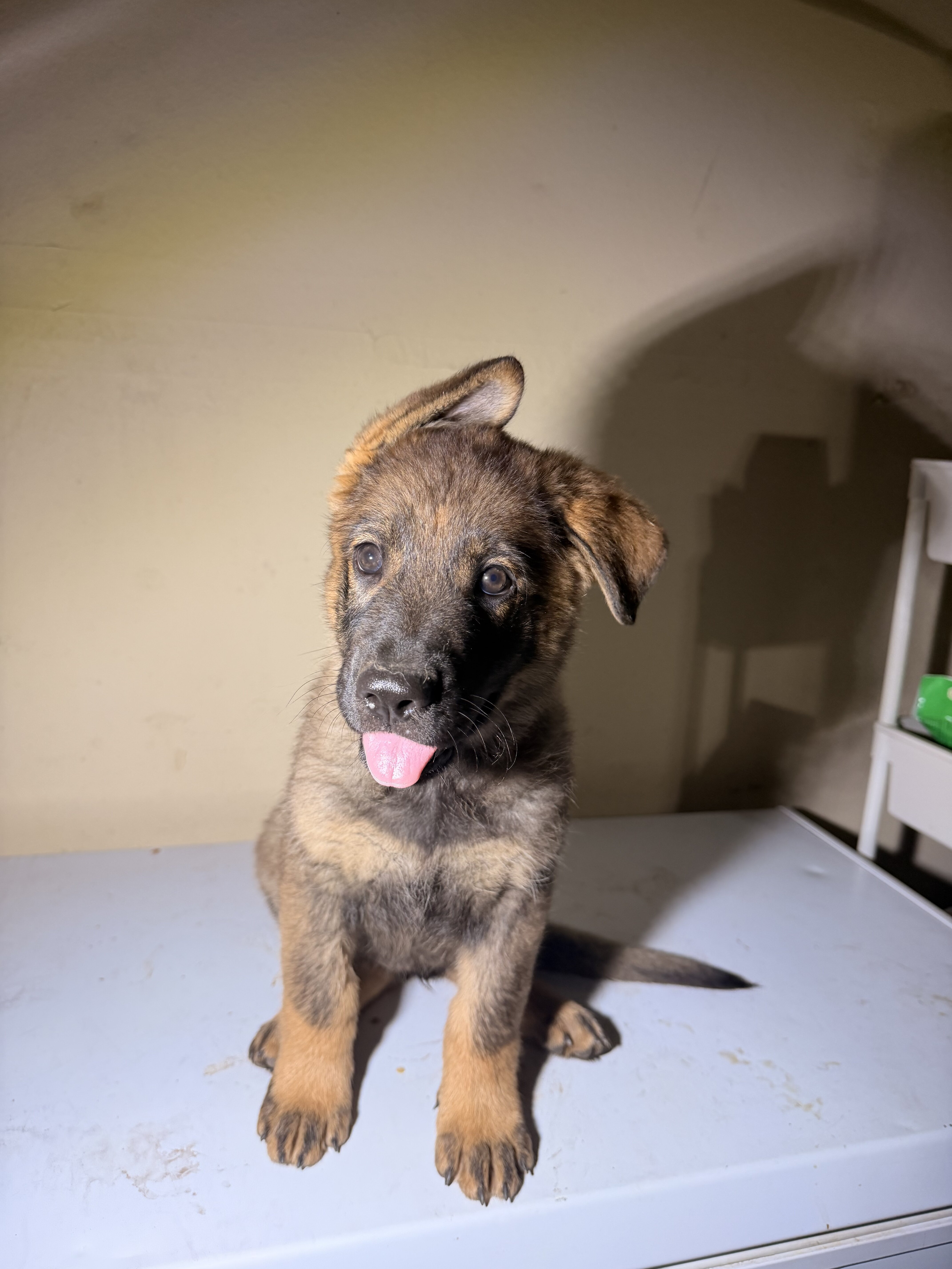 German Shepard image 4