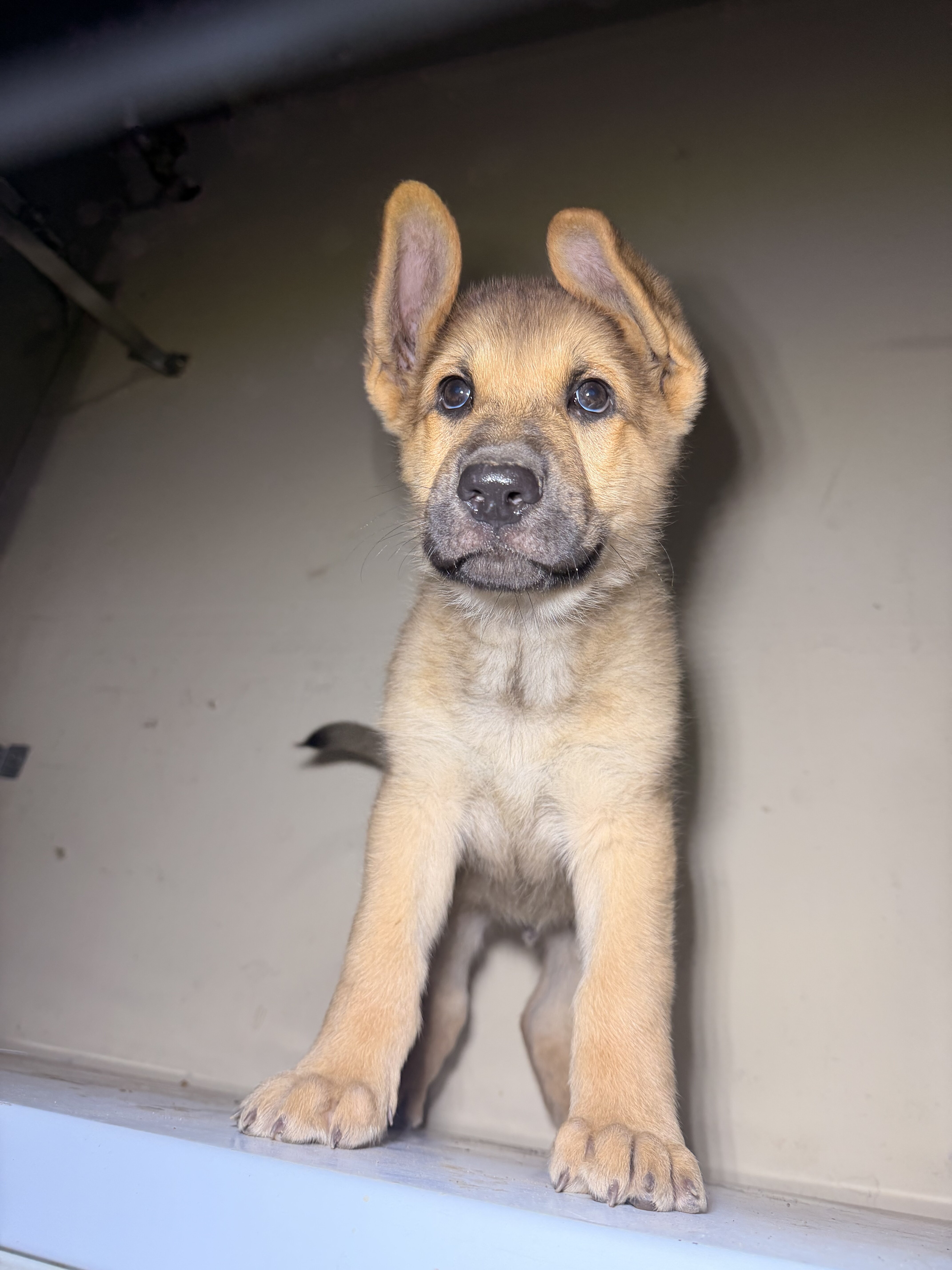 German Shepard image 3