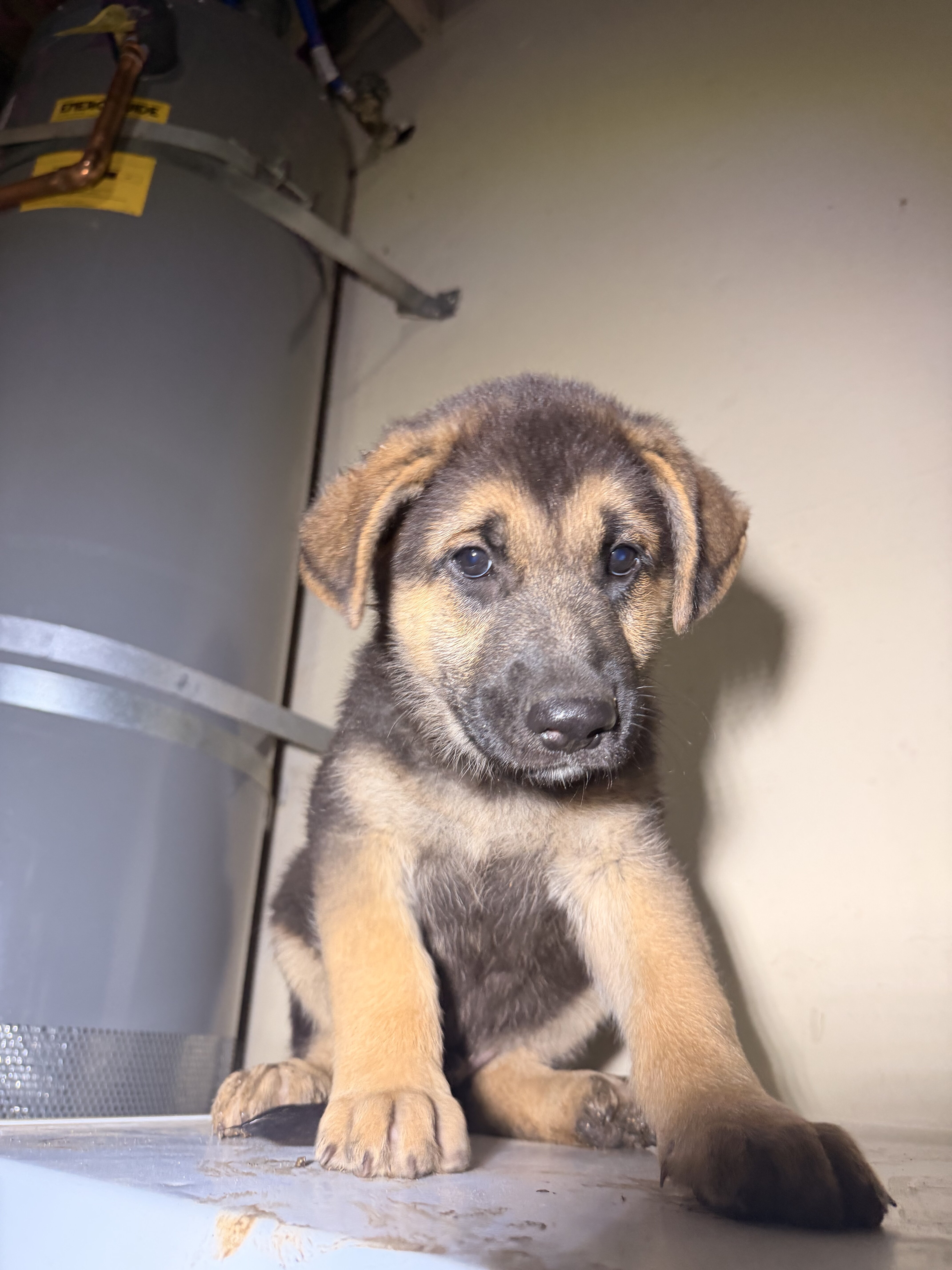 German Shepard image 2