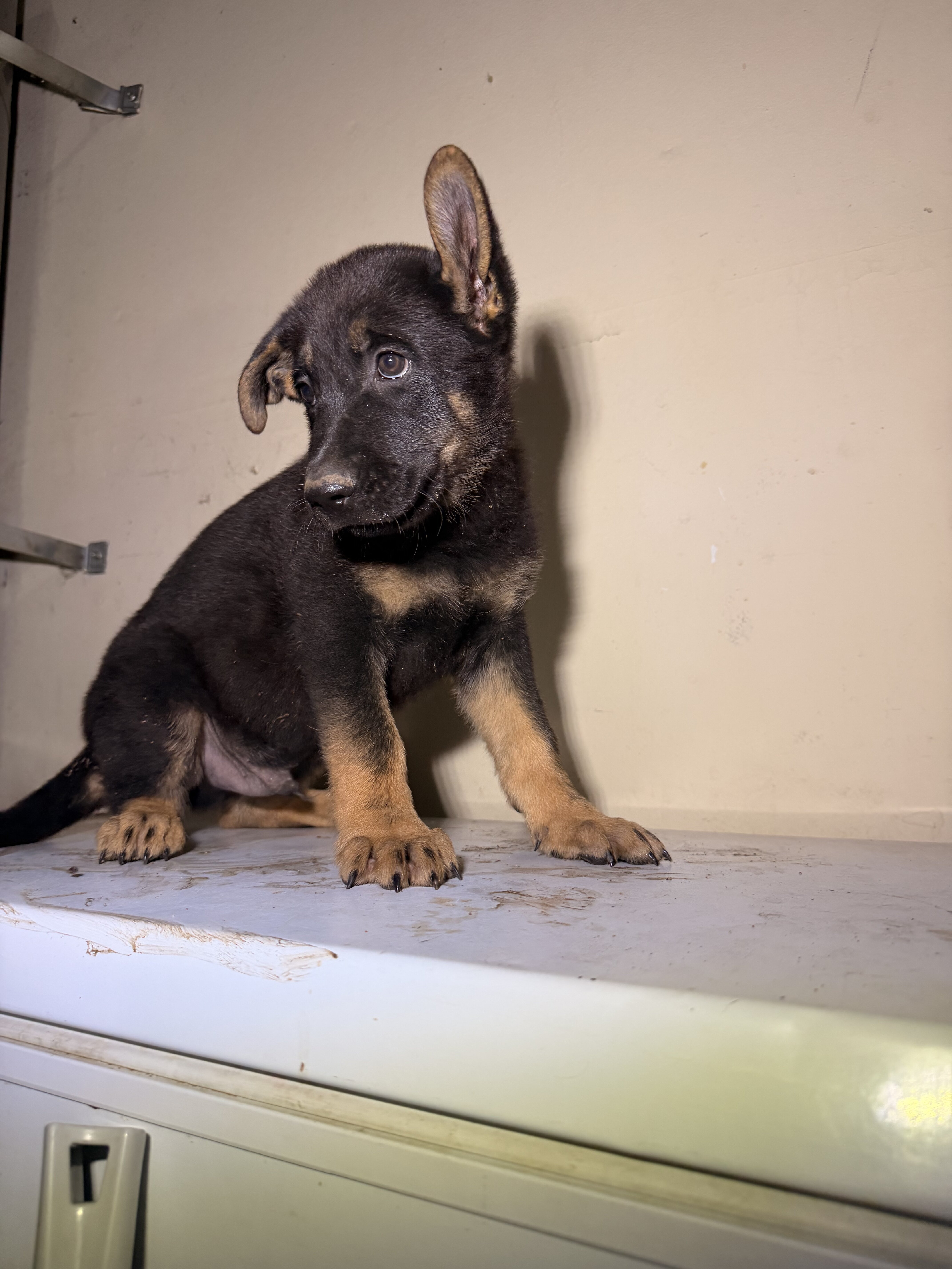 German Shepard image 1