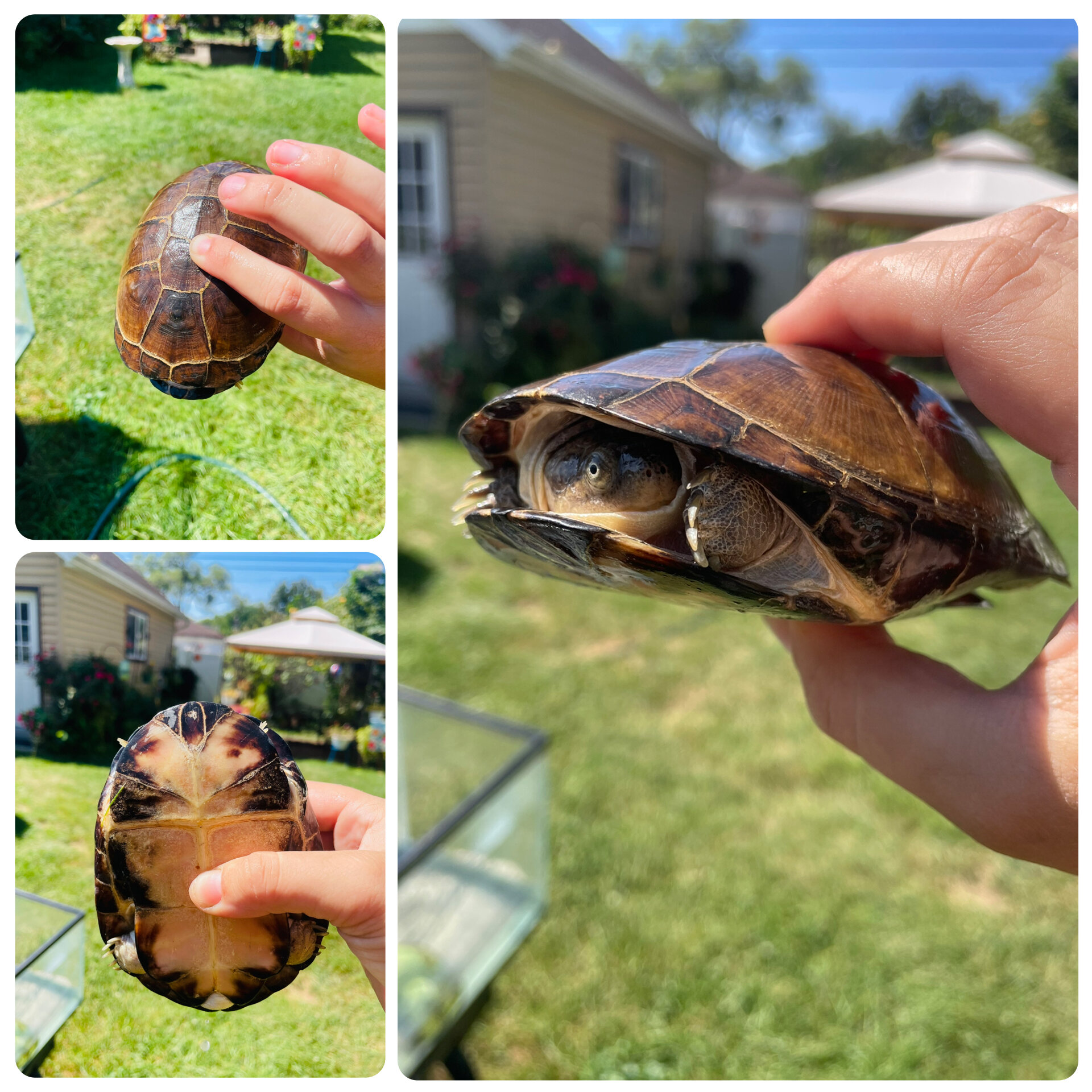 Turtle image 1